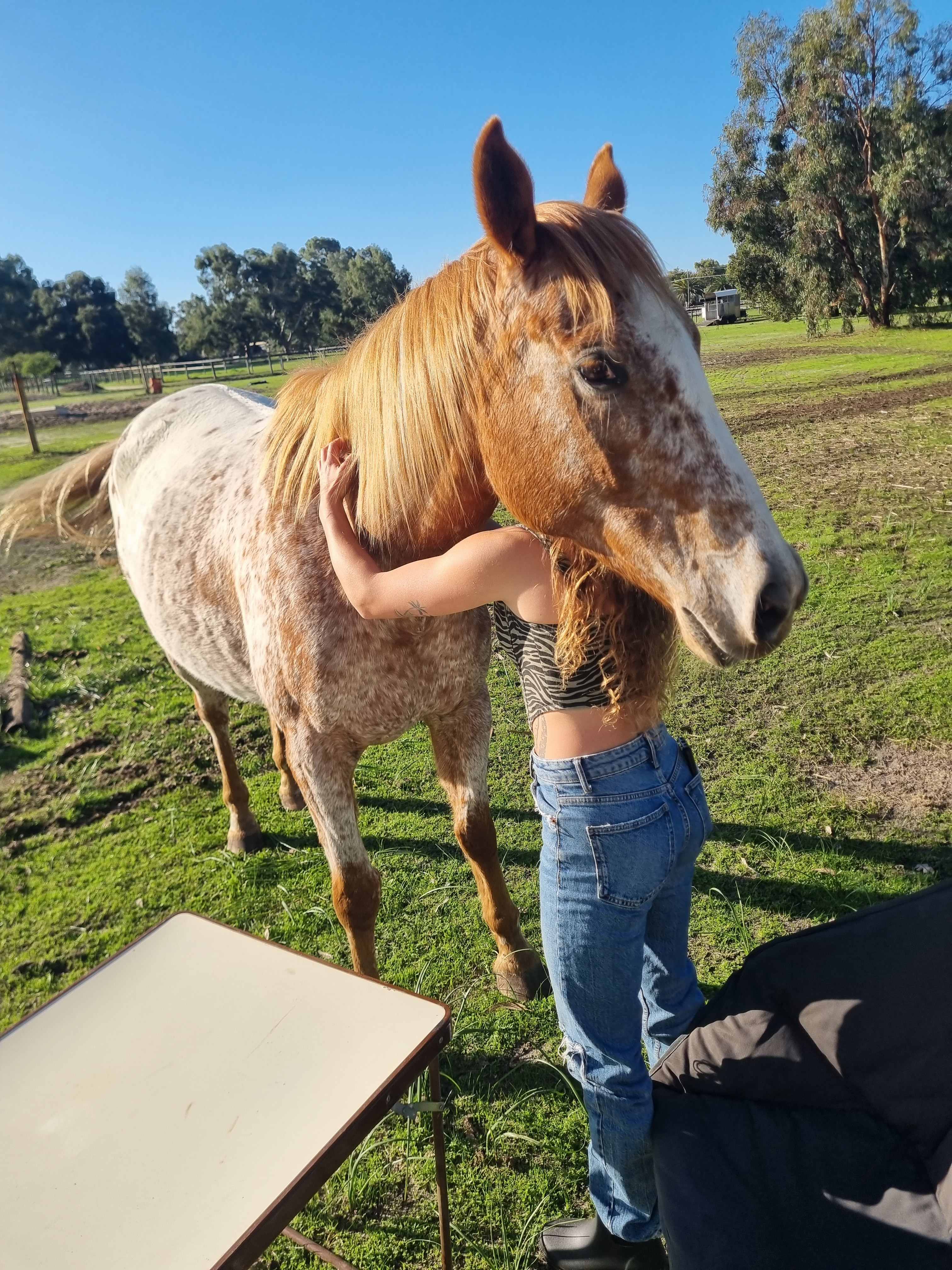 Everything Horses Ltd