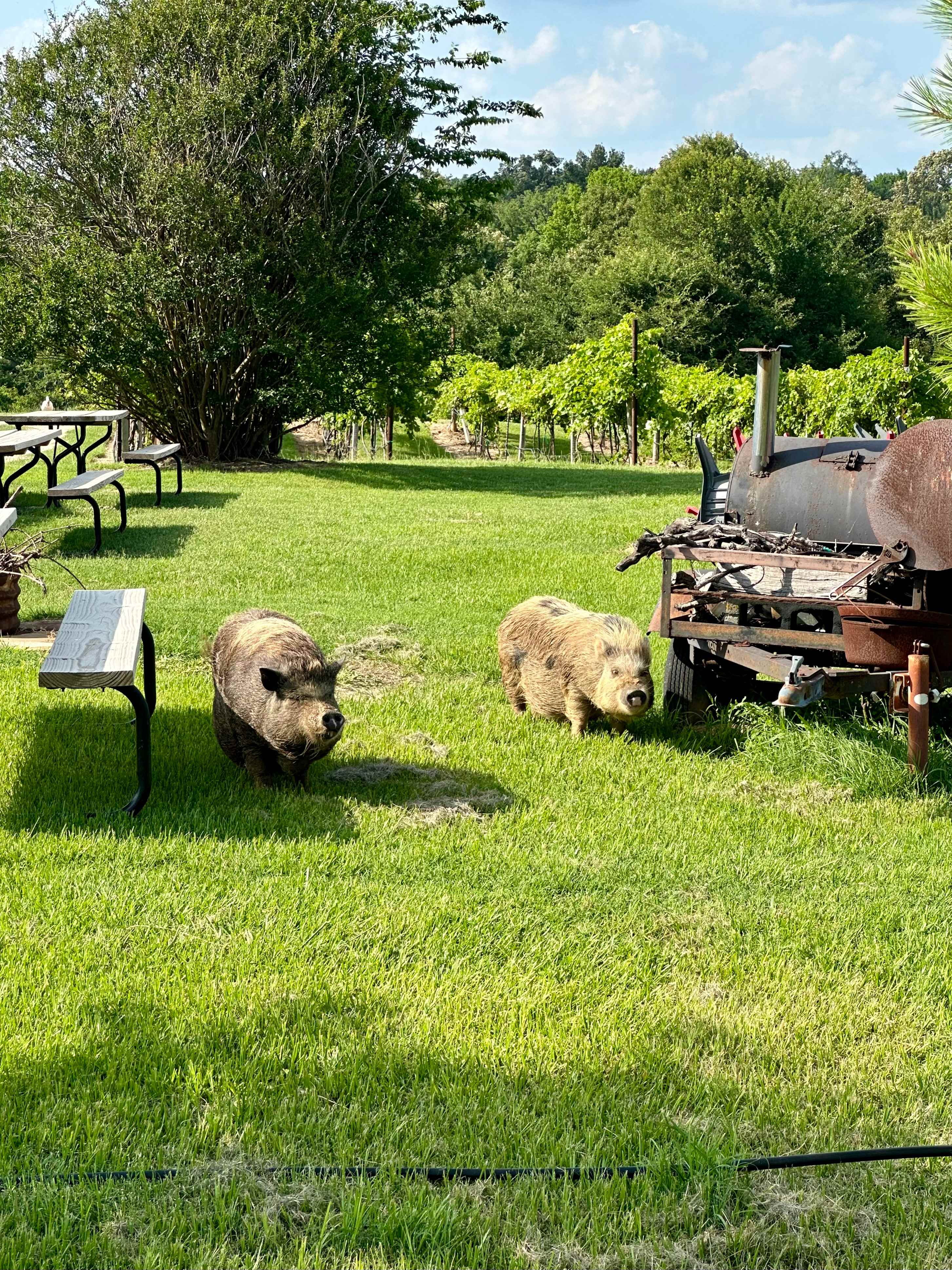 Tara Vineyard & Winery estate