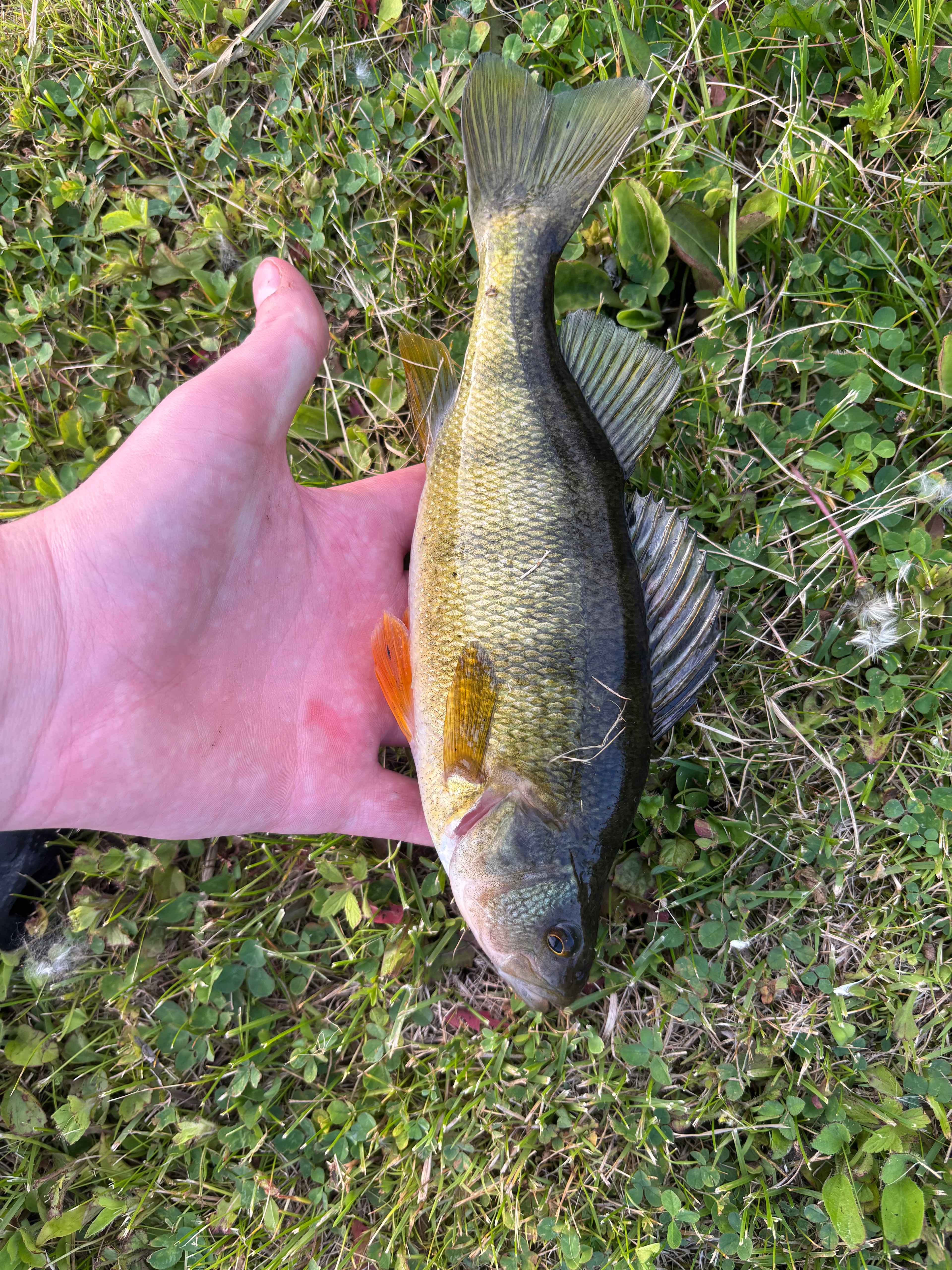 Spring Valley Ponds
