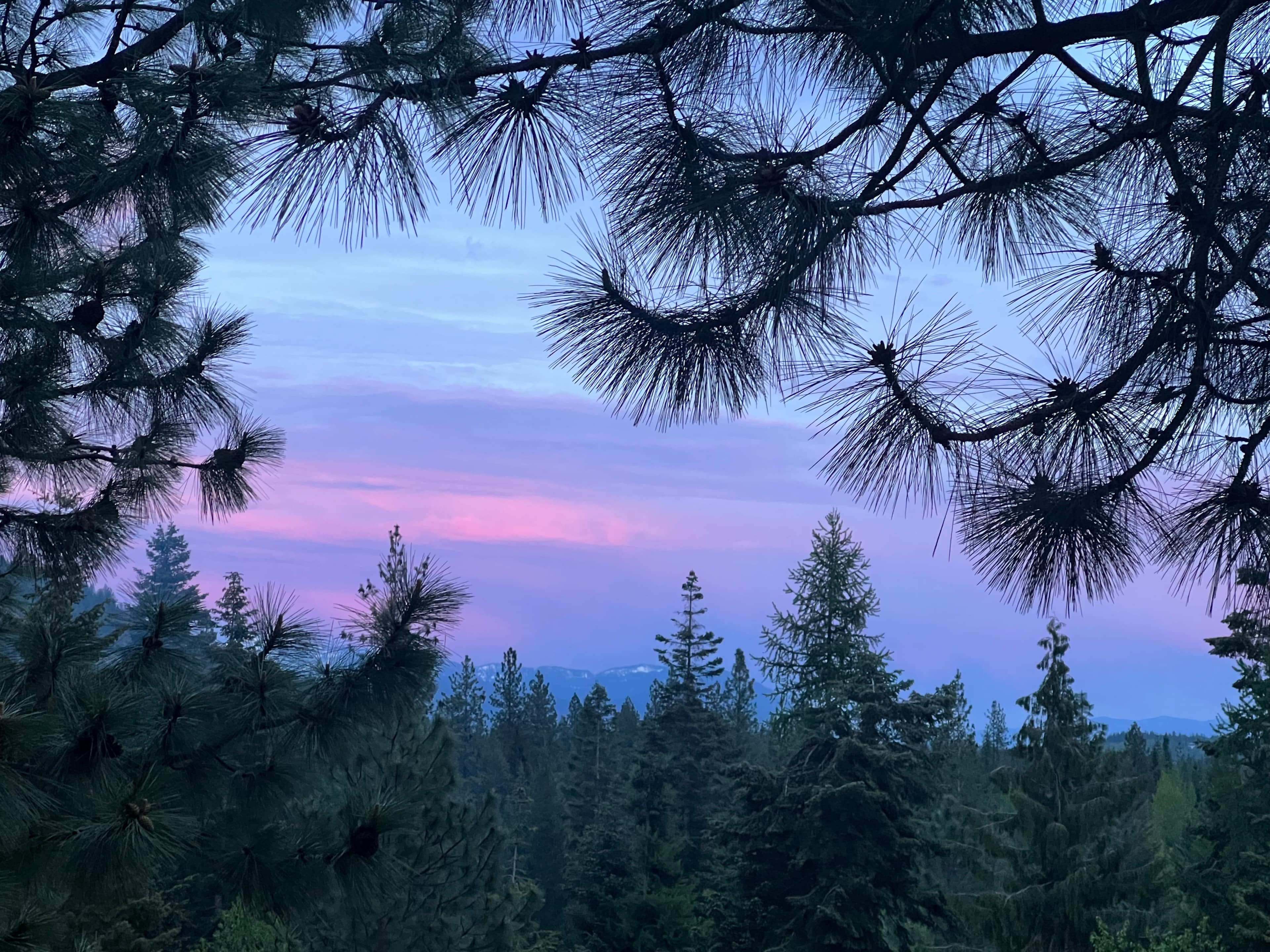 Dancing Tree Sanctuary