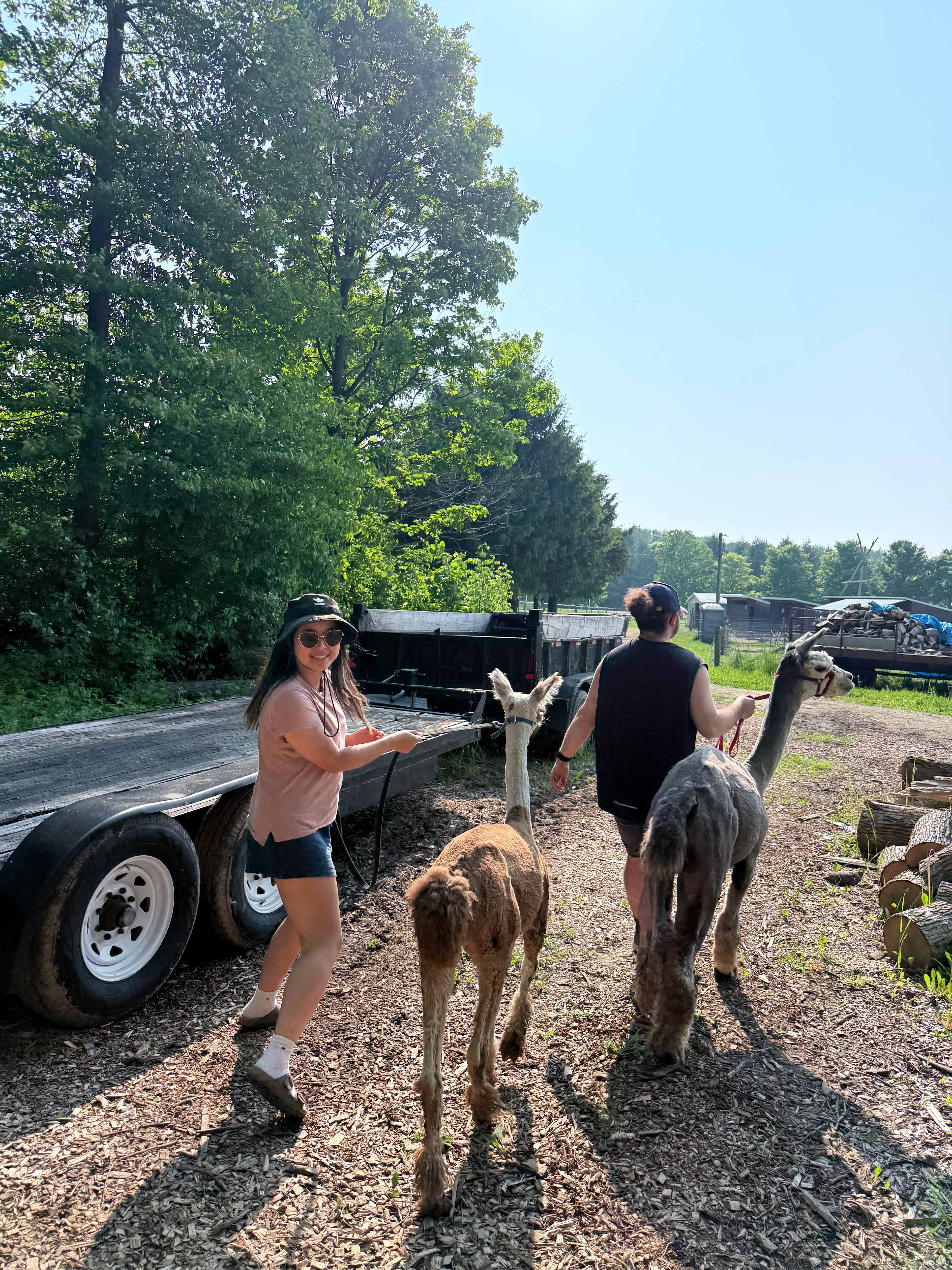 Pootcorners Alpacas
