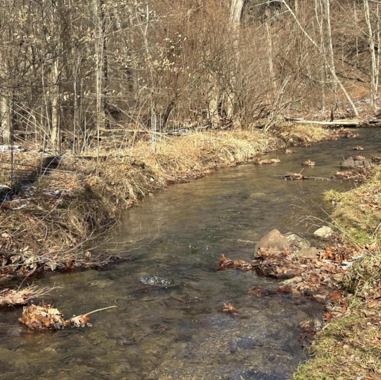 Limestone Run Primitive Camping