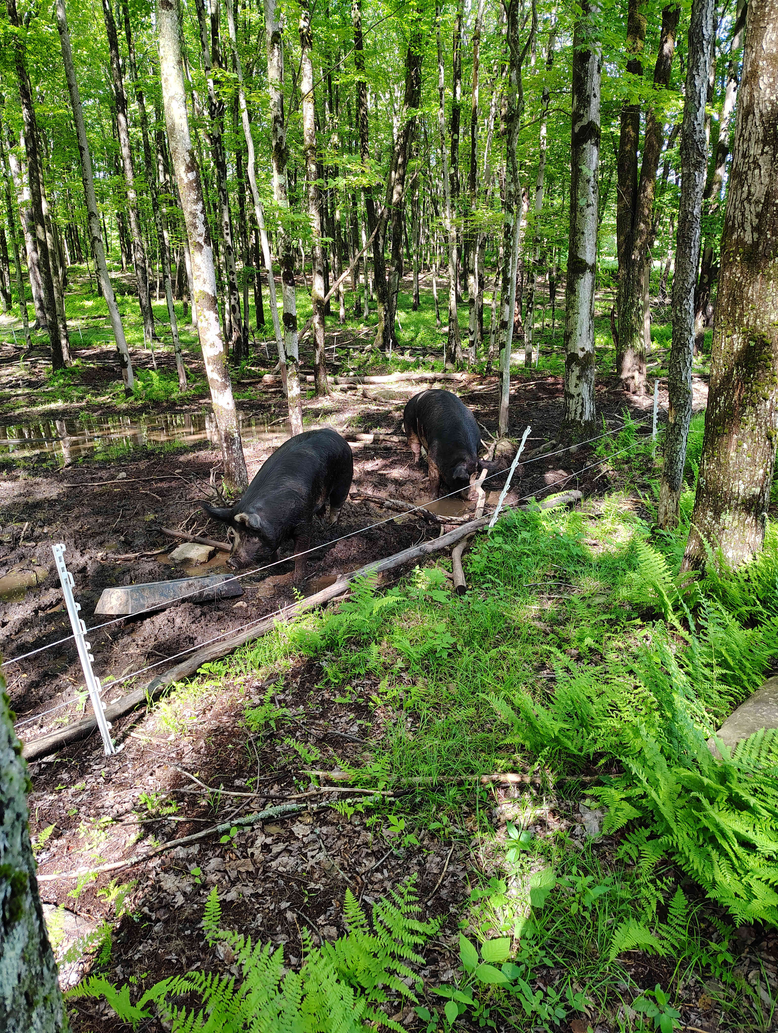 Treehouse Farm Adventure