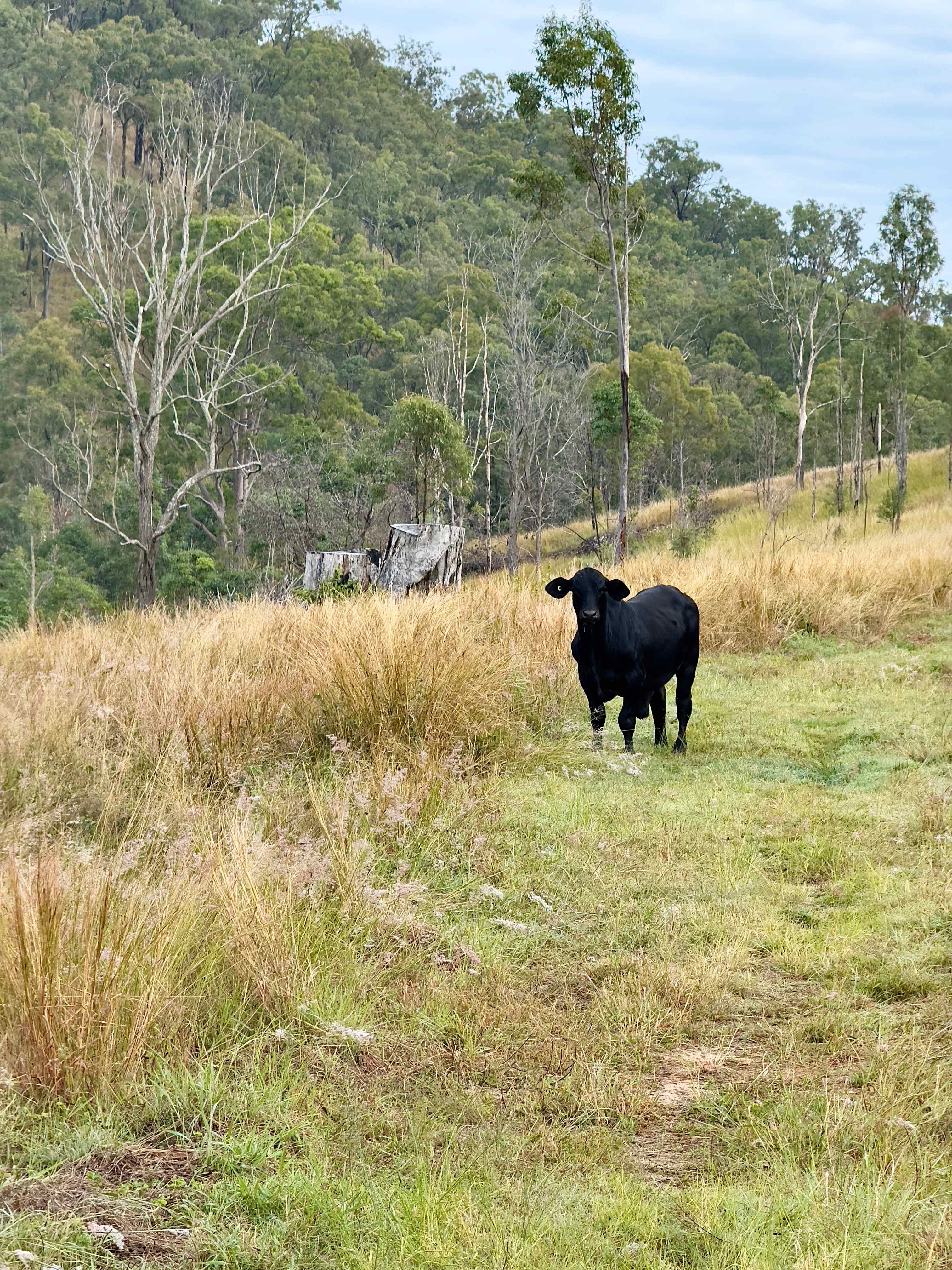 Juburra Country Camping
