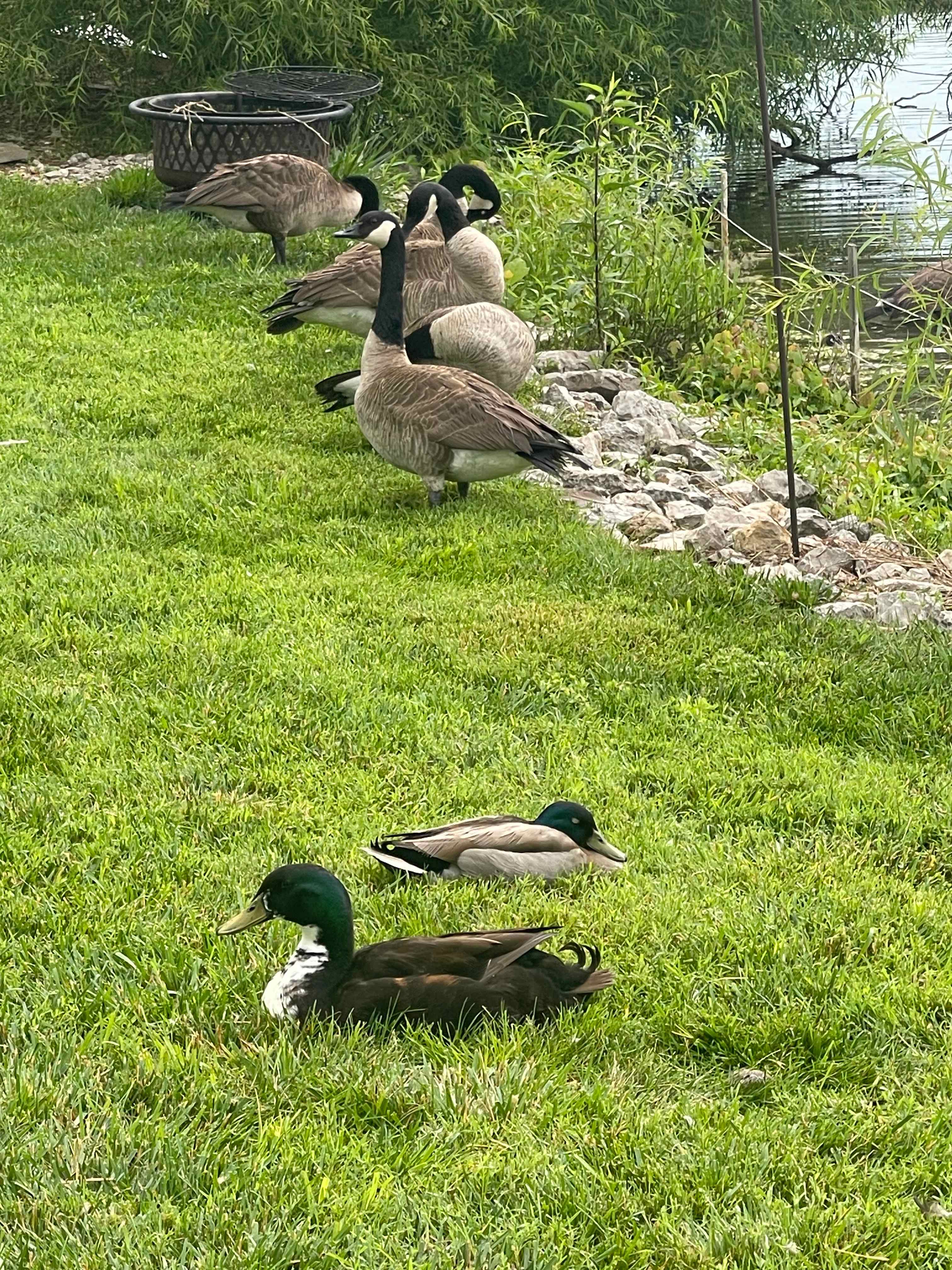 Harmony Lake Farm Park & Playground