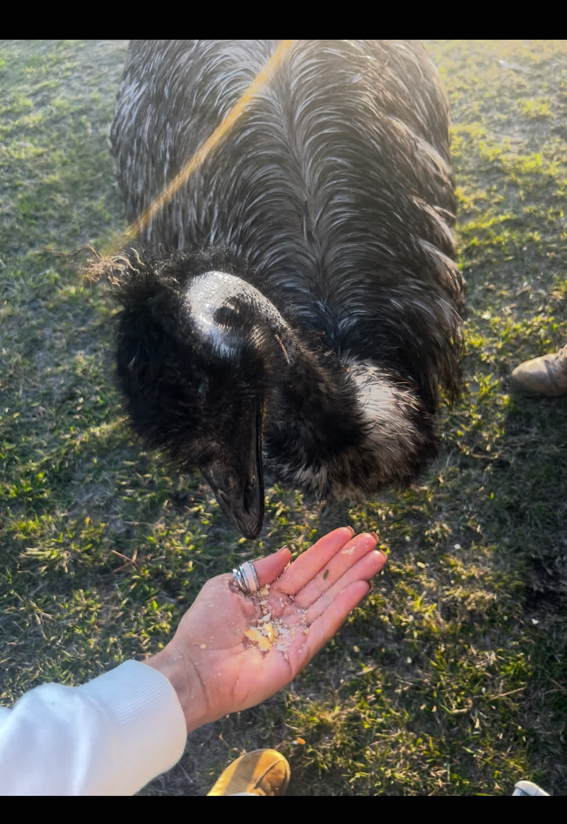 Feeding Pepper the Emu!