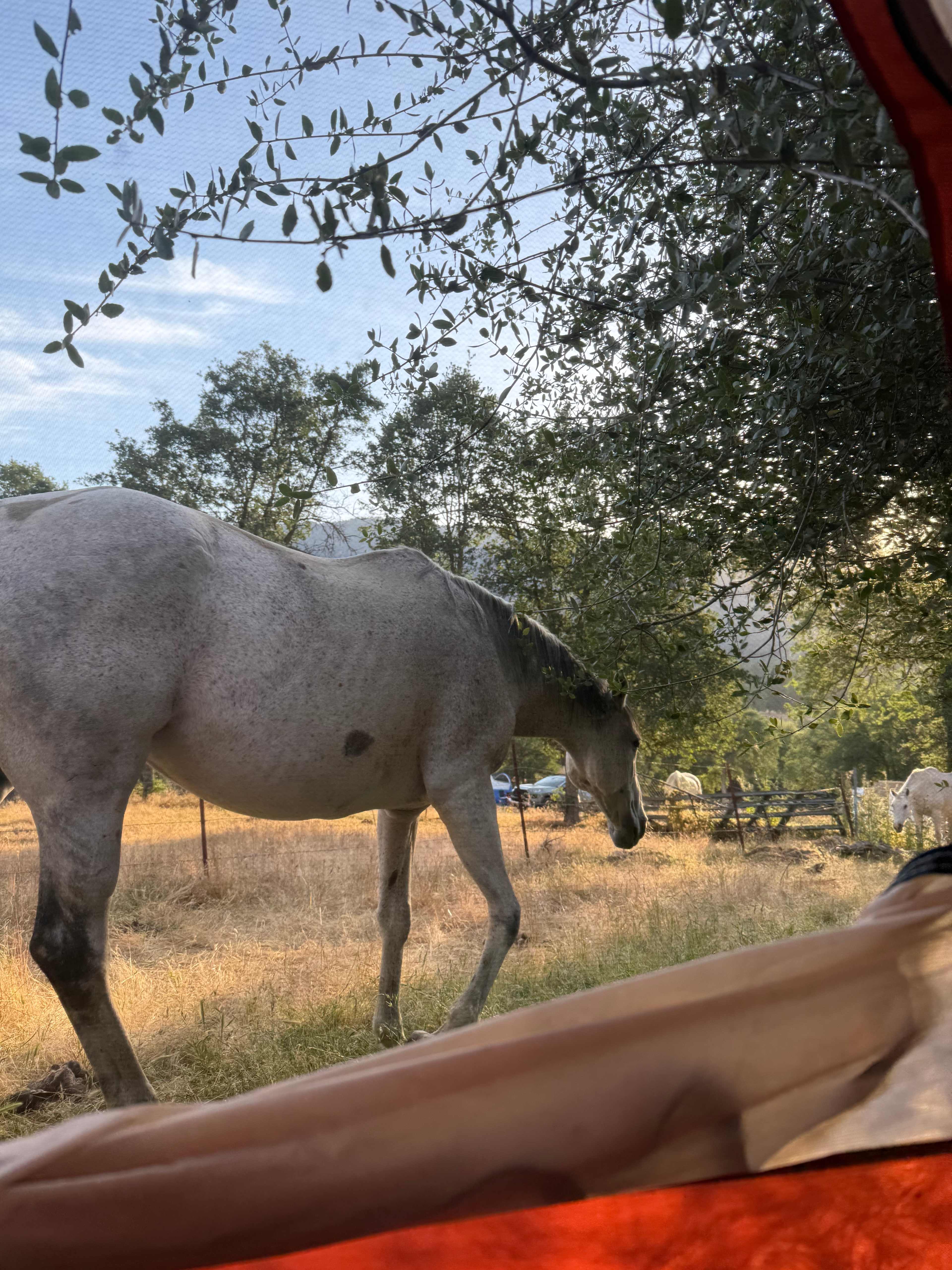 Camp ikigai Animal Sanctuary 501c3