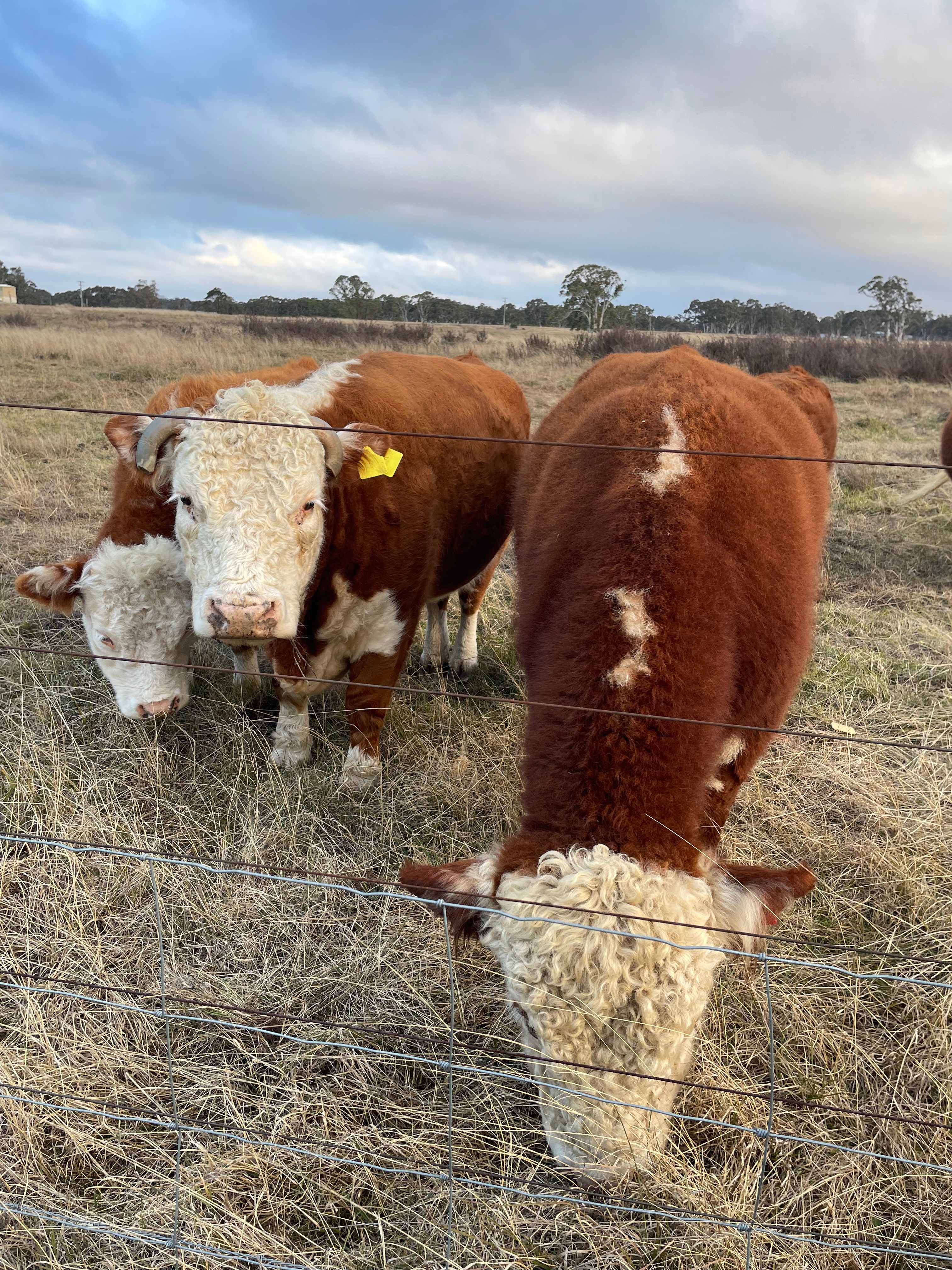 The Hobby Sheep Farm