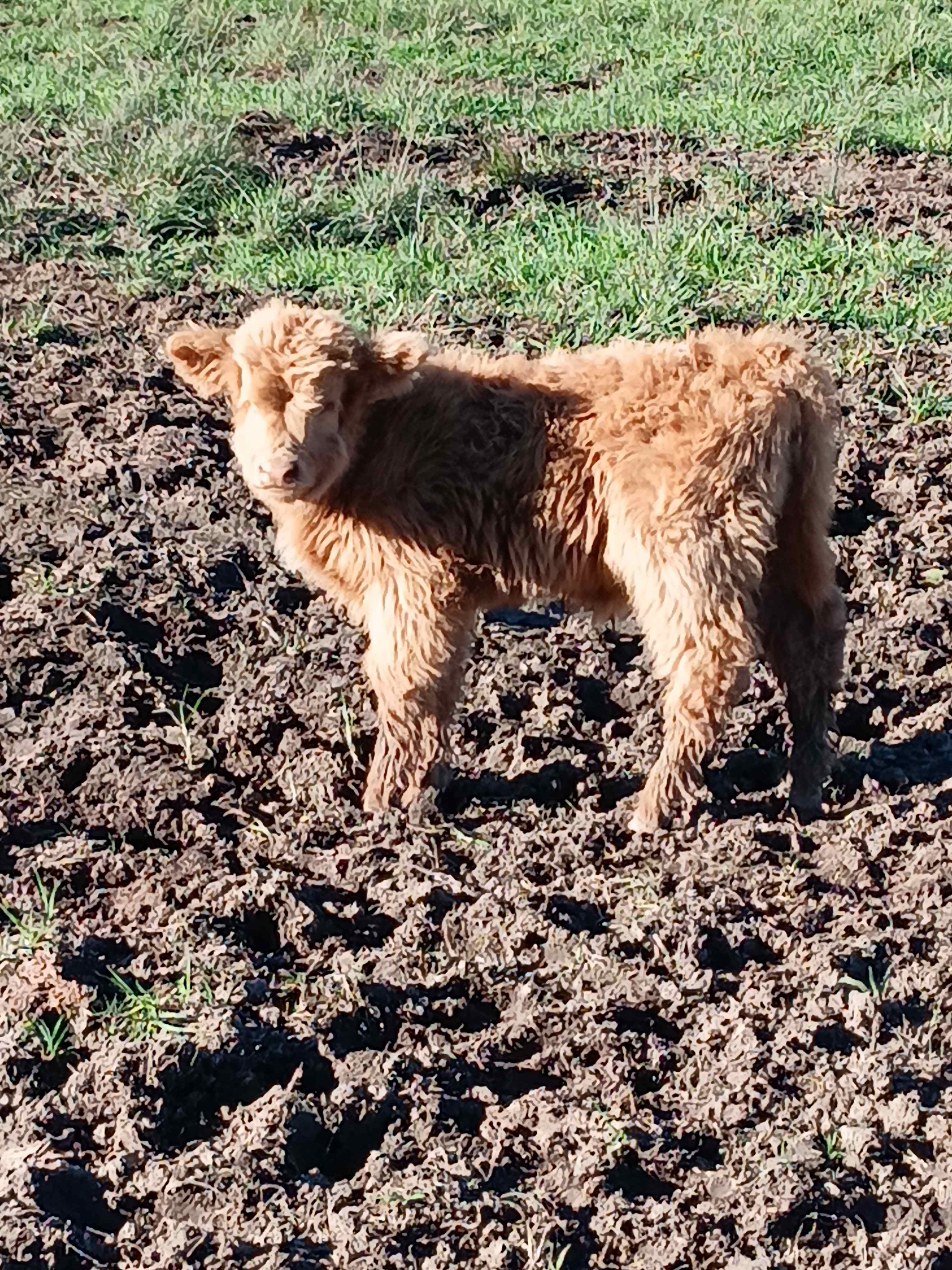 Highland Cow Farm