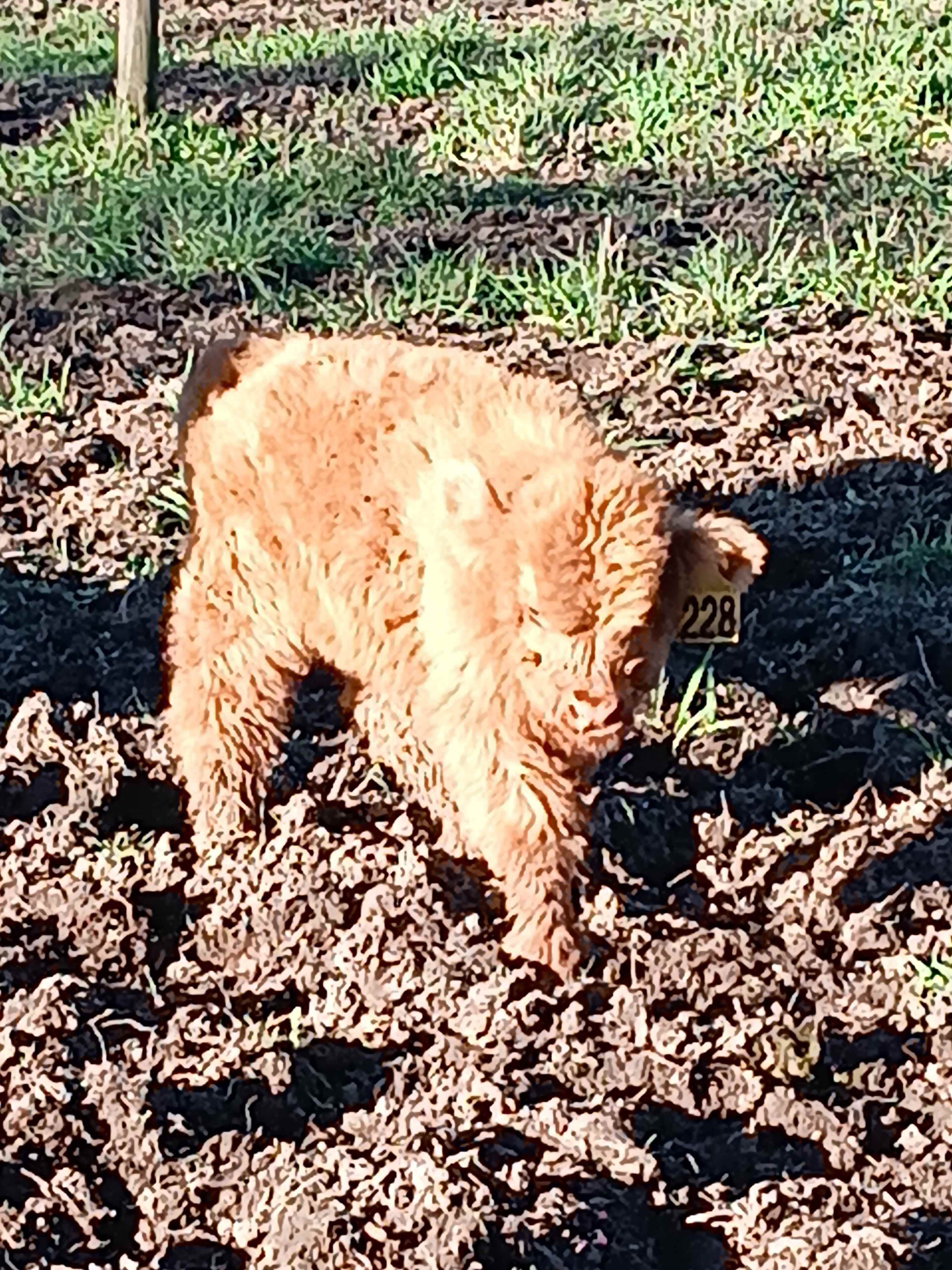 Highland Cow Farm