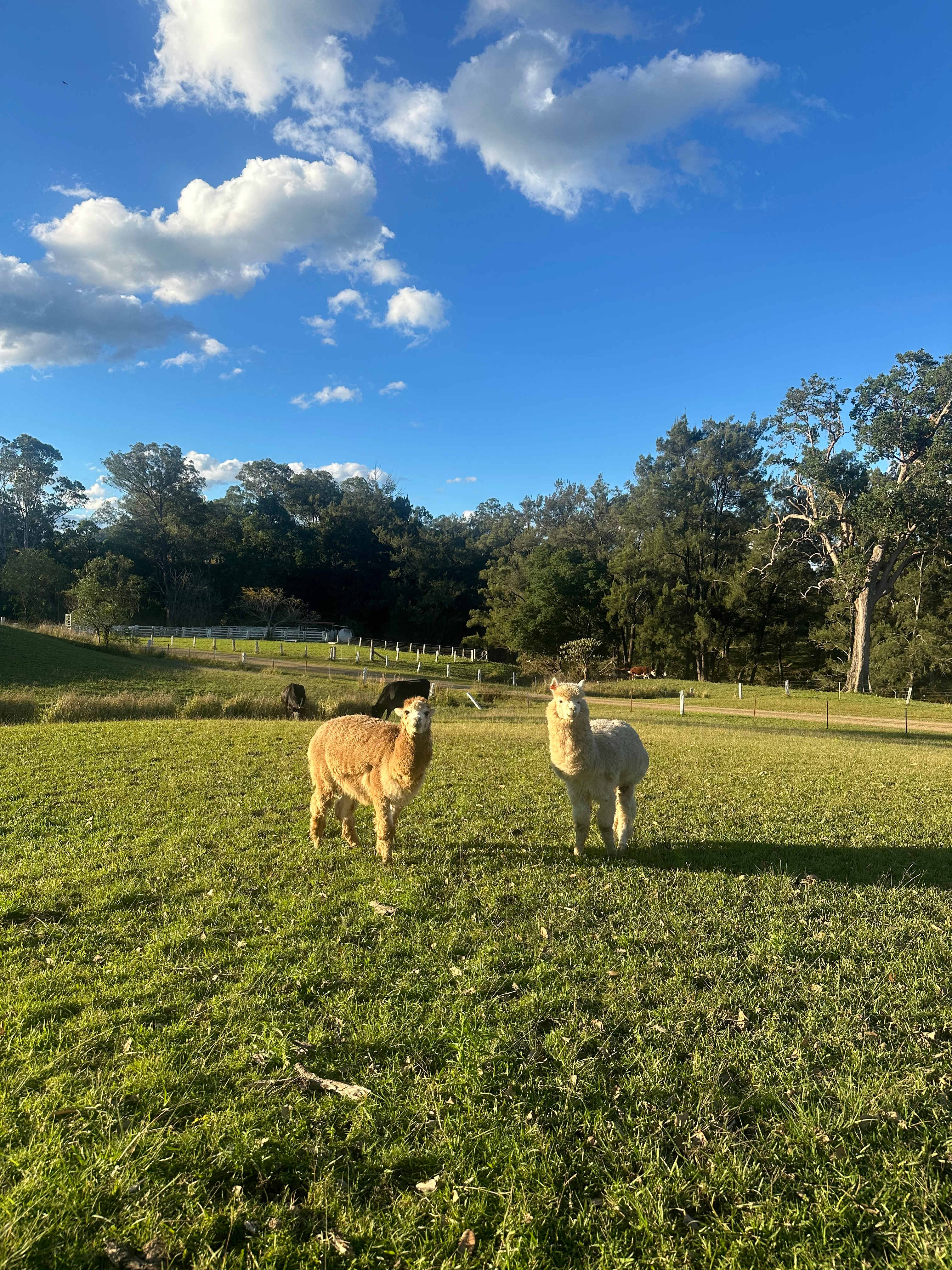 Altamira Along Bakers Creek