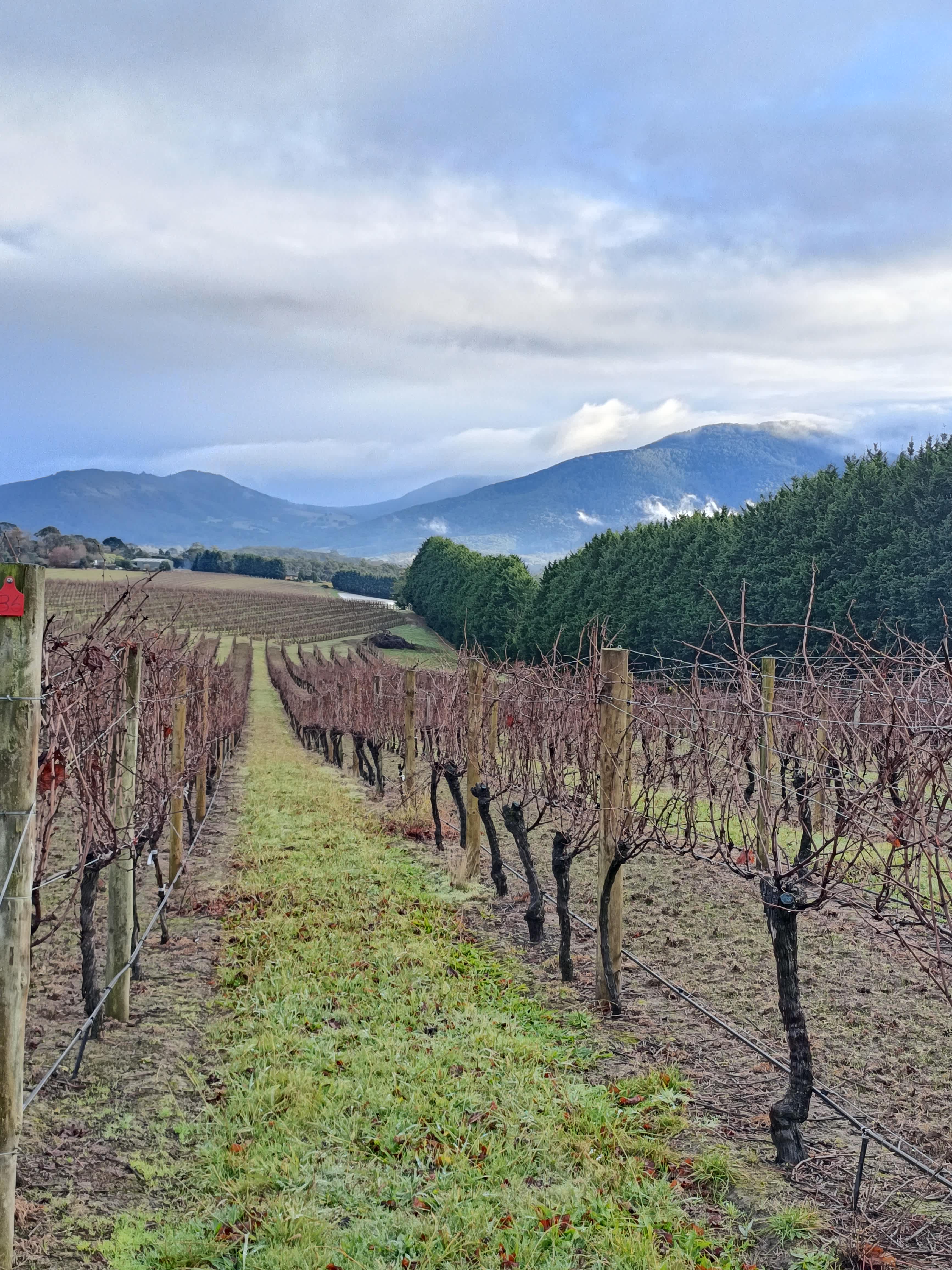 Summerhill Vineyard