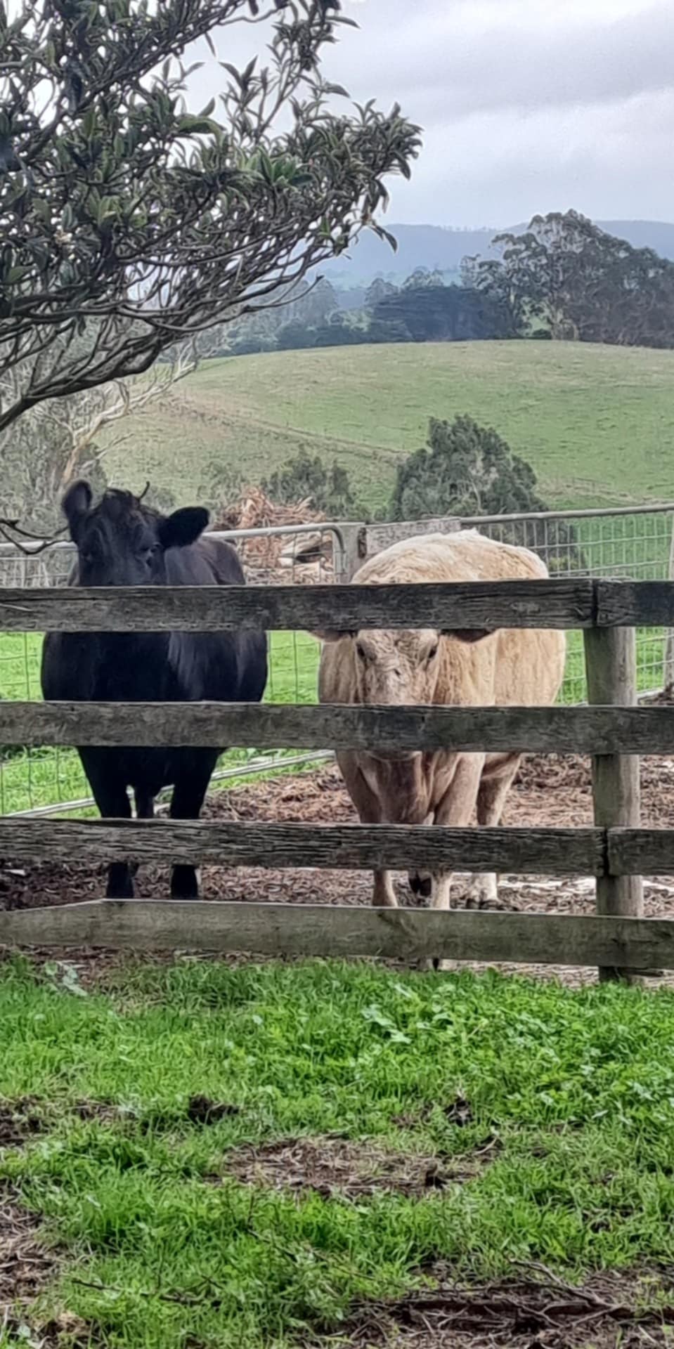 The friendly cows came up from the paddock to say hello.