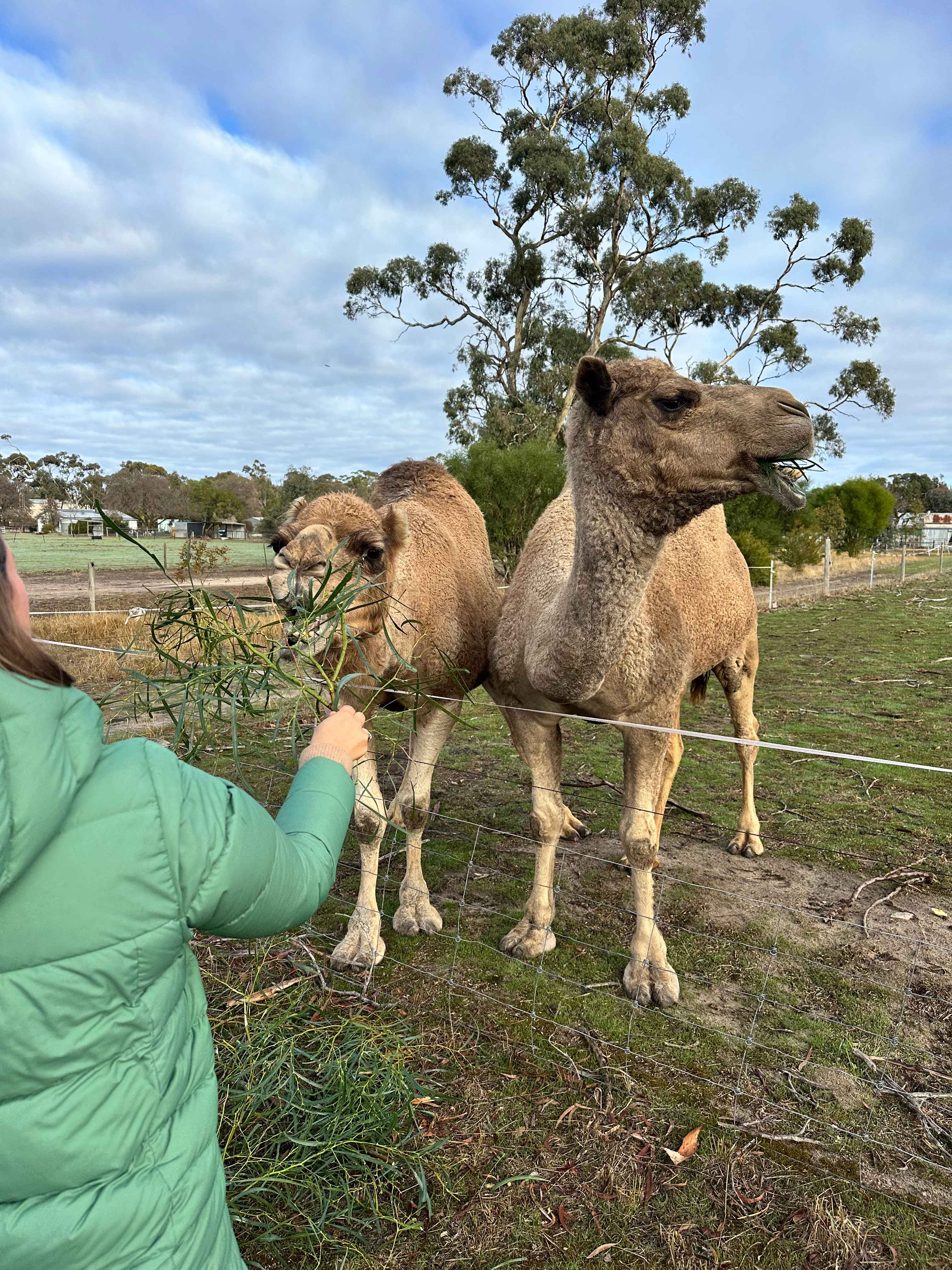 Bluegums Farm, Bordertown