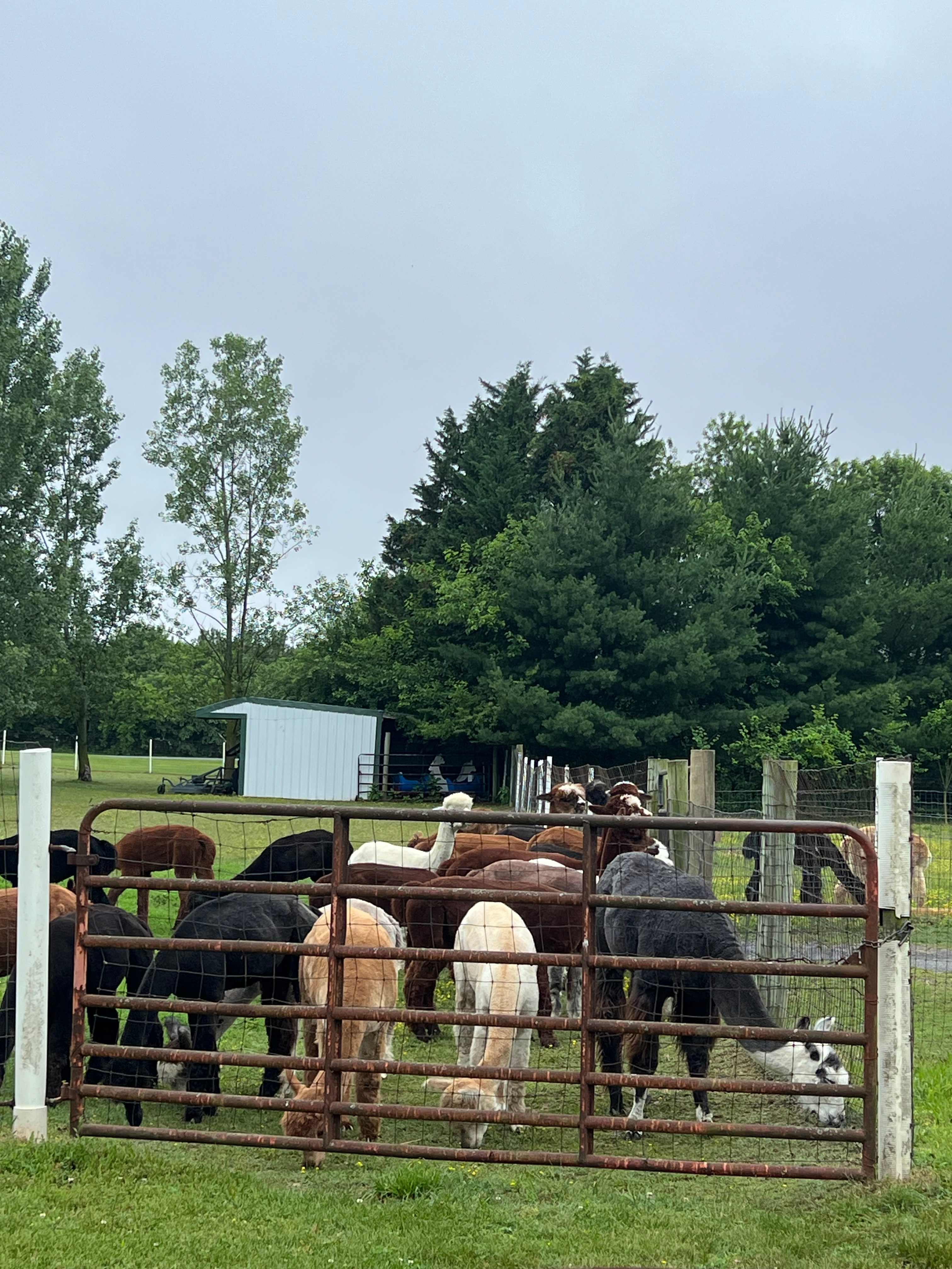 The herd awaiting feeding time 