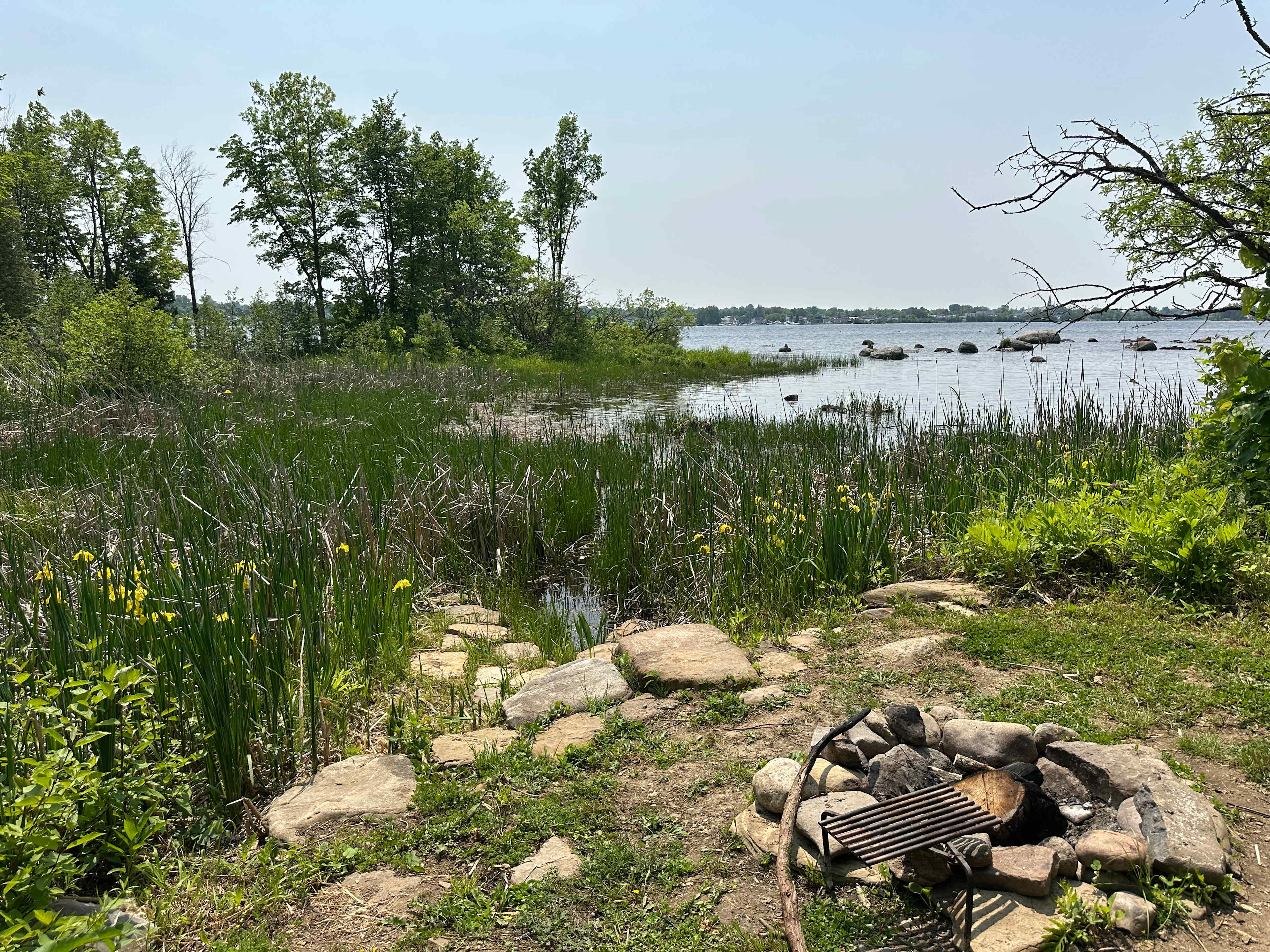 Cattails firepit with cattails in bloom. Photo taken in early June.