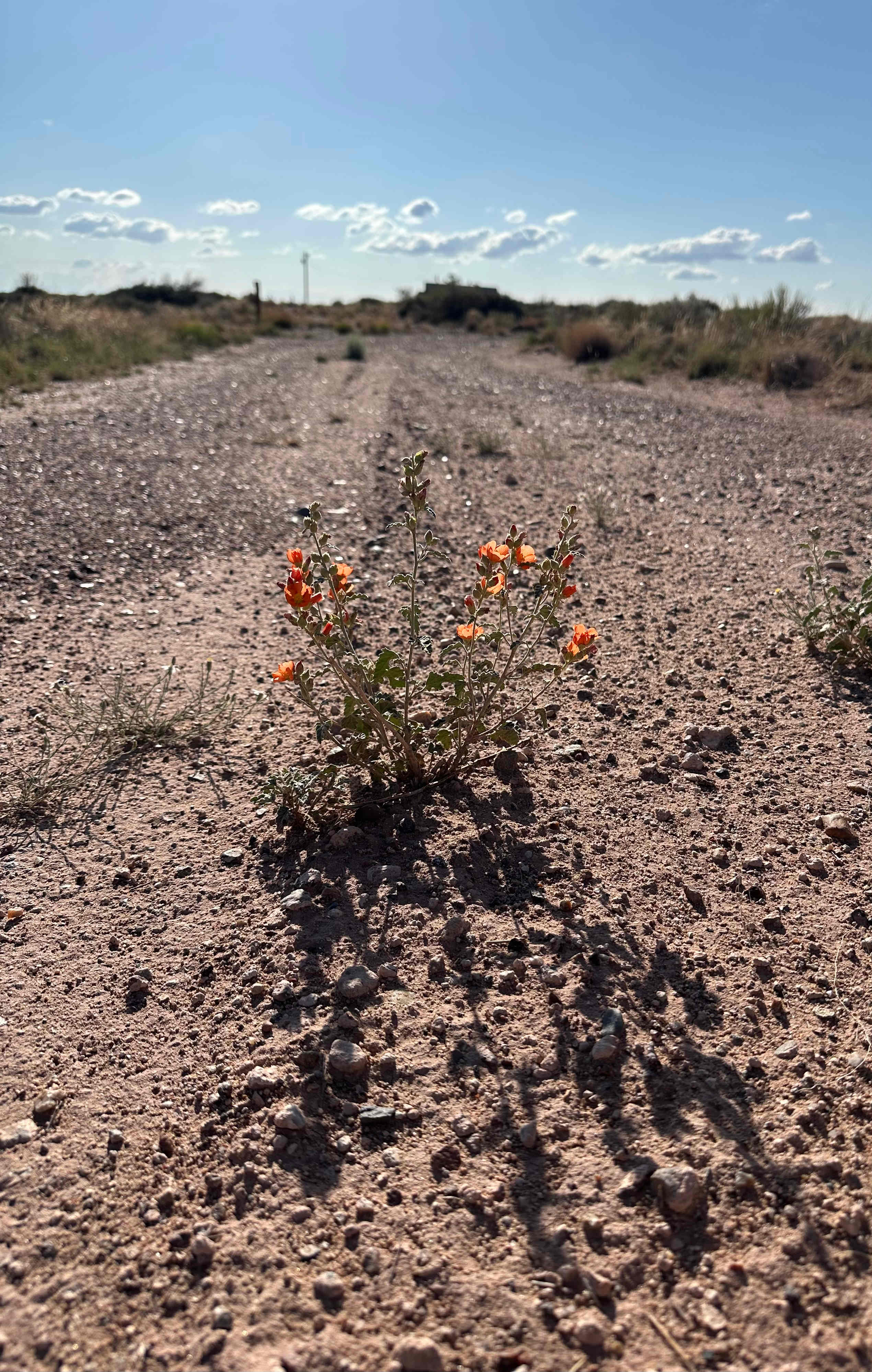 Beauty can be found even in the middle of the road on the way into camp.