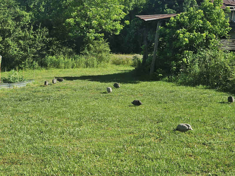 Dogs Paradise