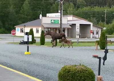 Haines Hitch-Up RV Park
