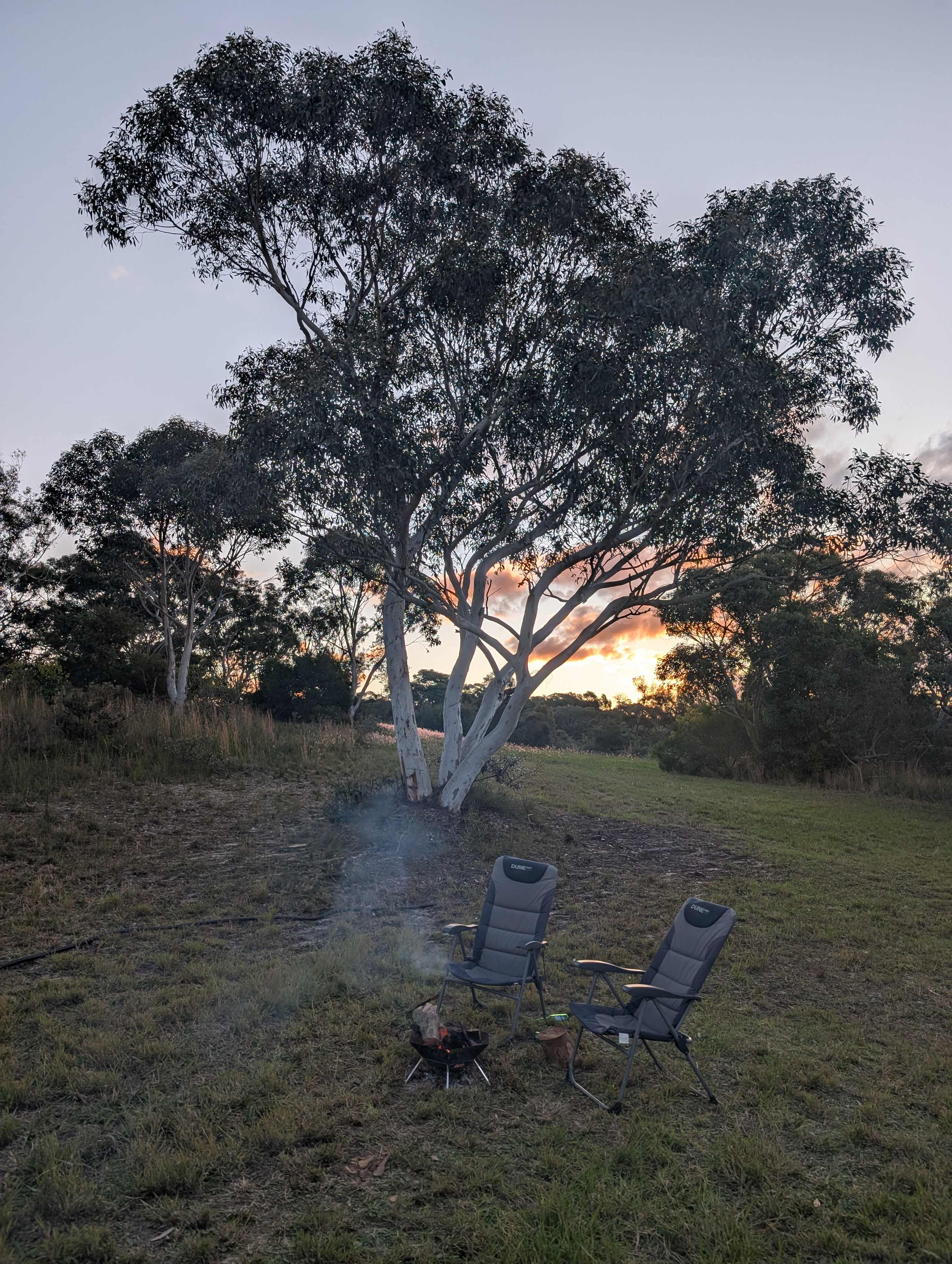 Scribbly Gum in Kulnura
