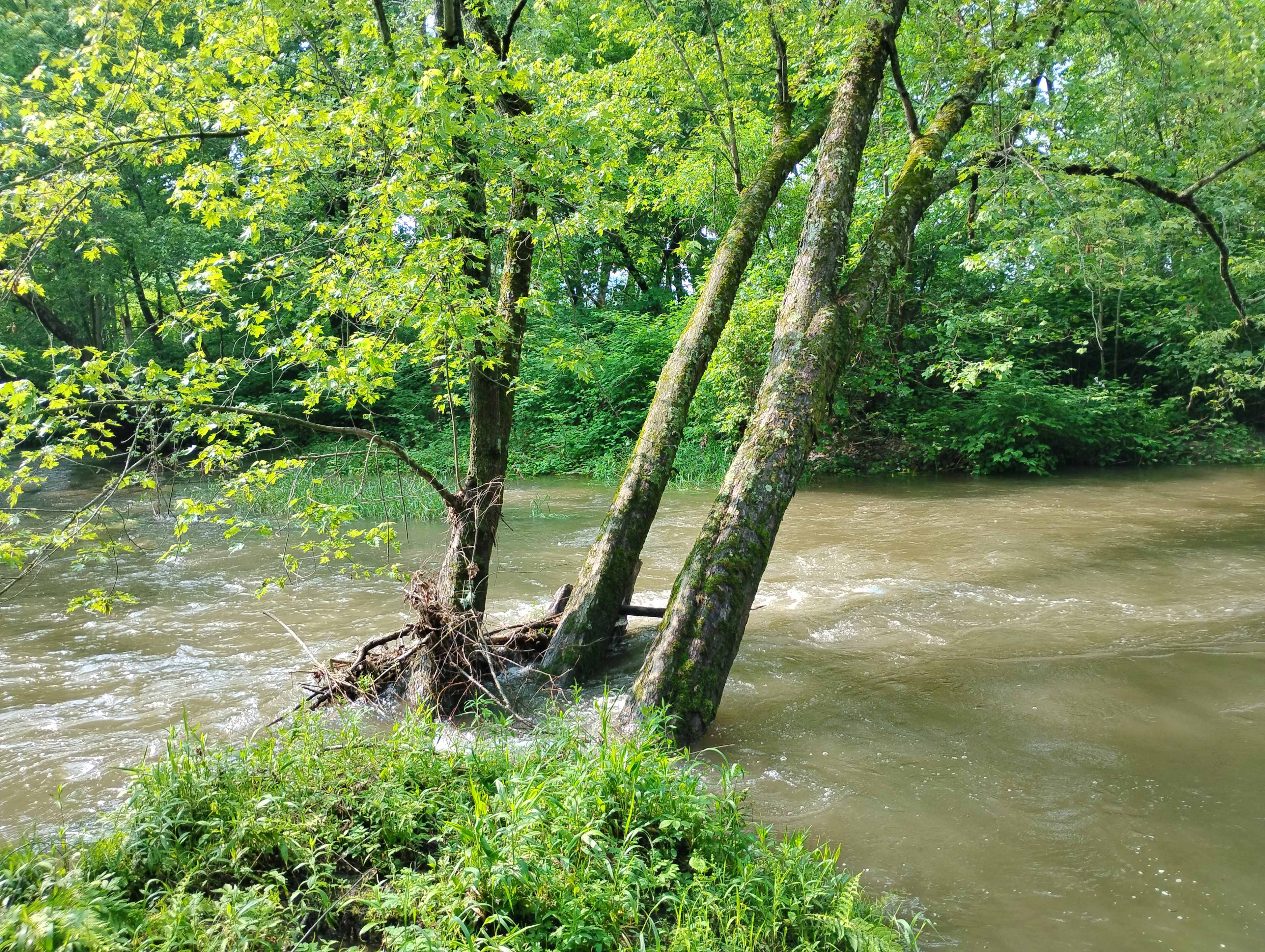 The river was really flowing! It was cool to watch it rise and fall