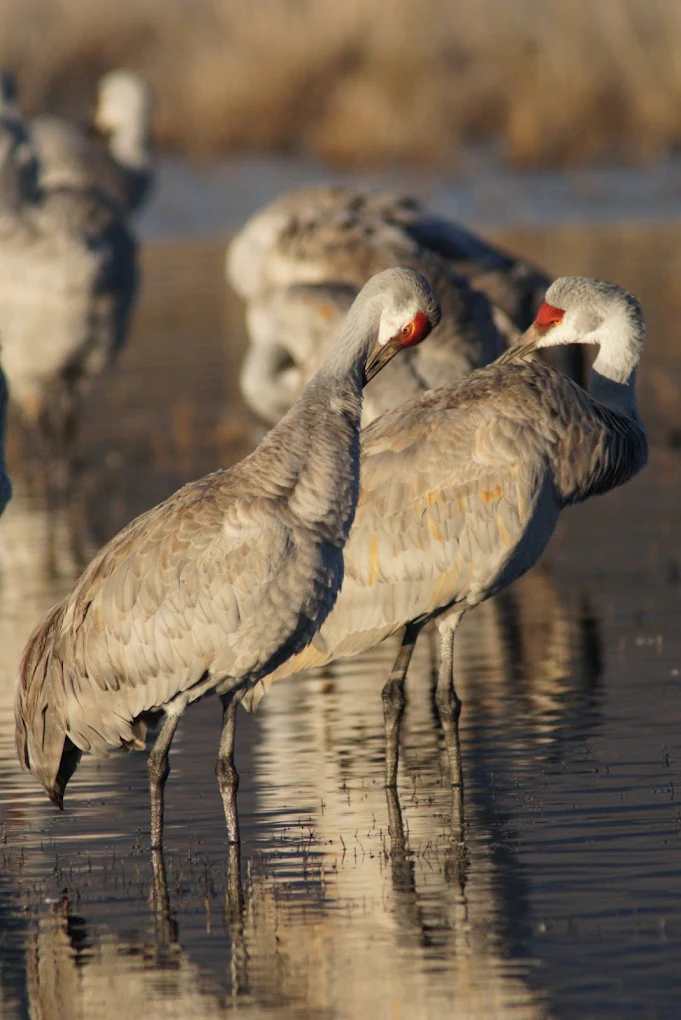 Bosque Birdwatchers RV Park