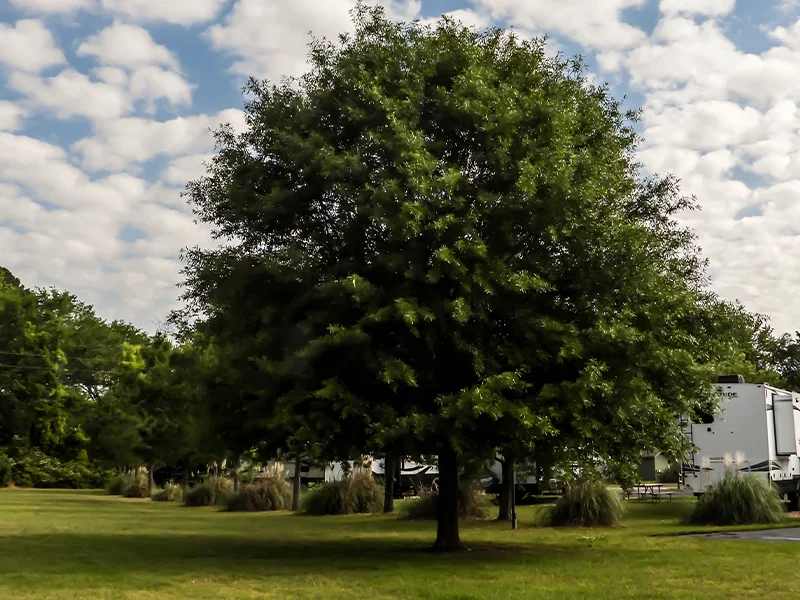 Fernbrook Park