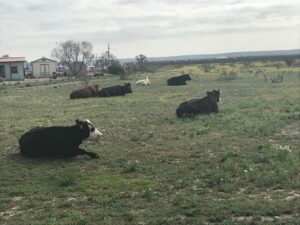 The Ranch