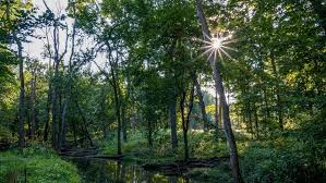 Messenger Woods Forest Preserve