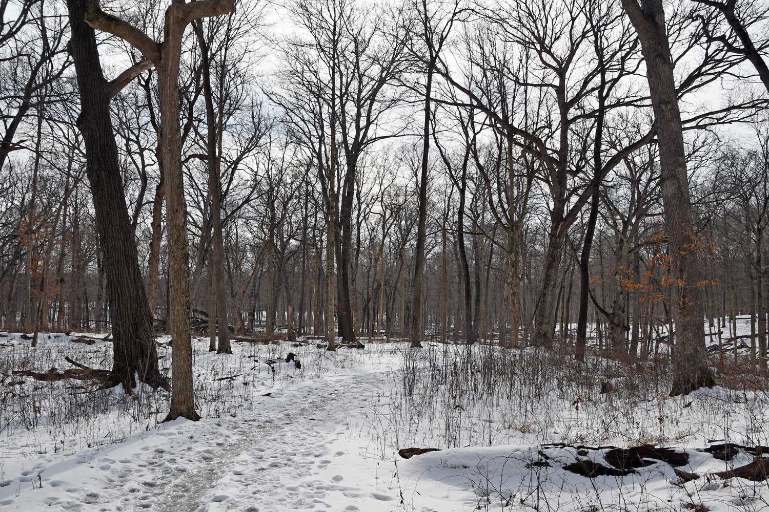 Messenger Woods Forest Preserve