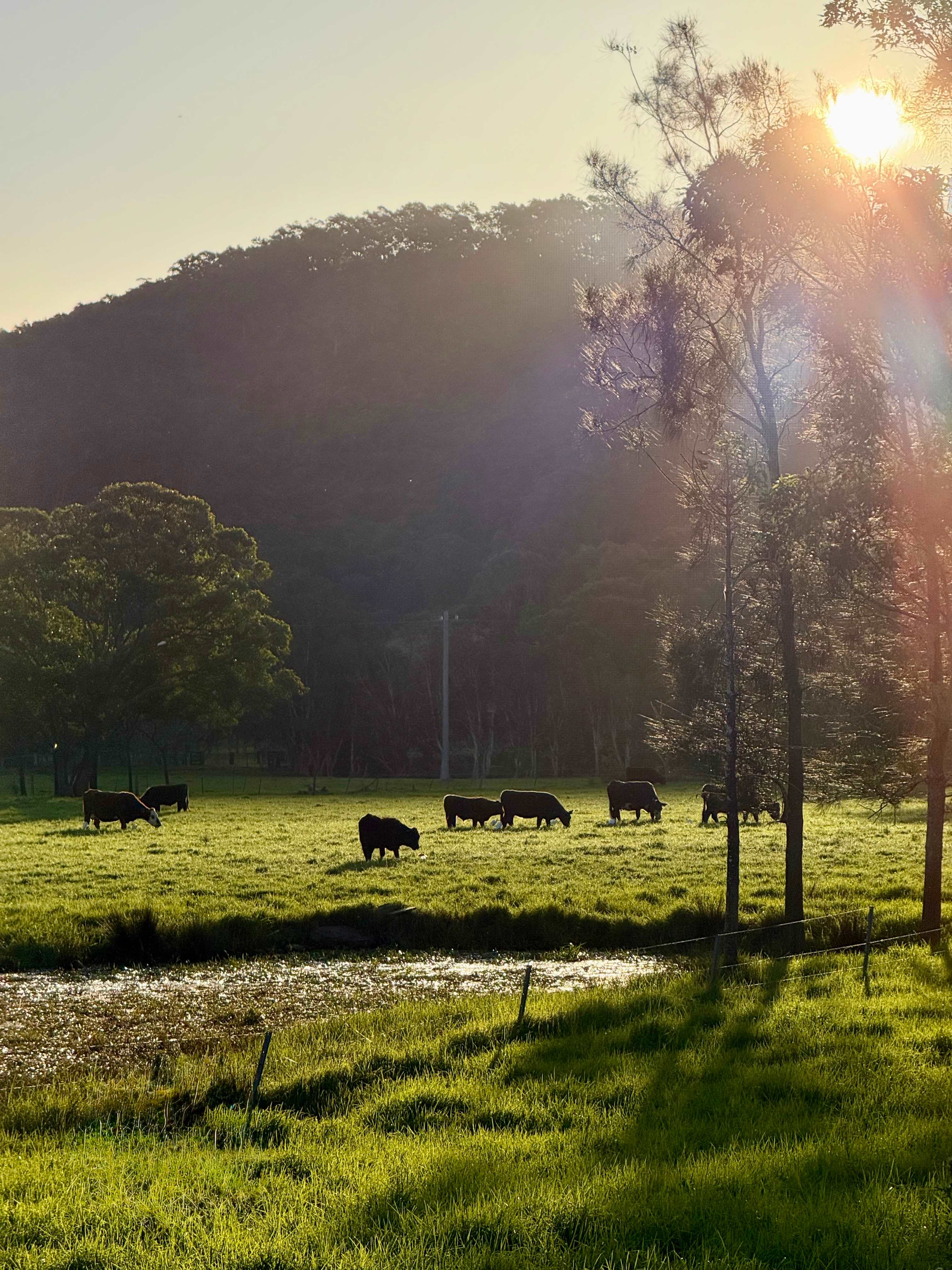 Misty Mountain Farm