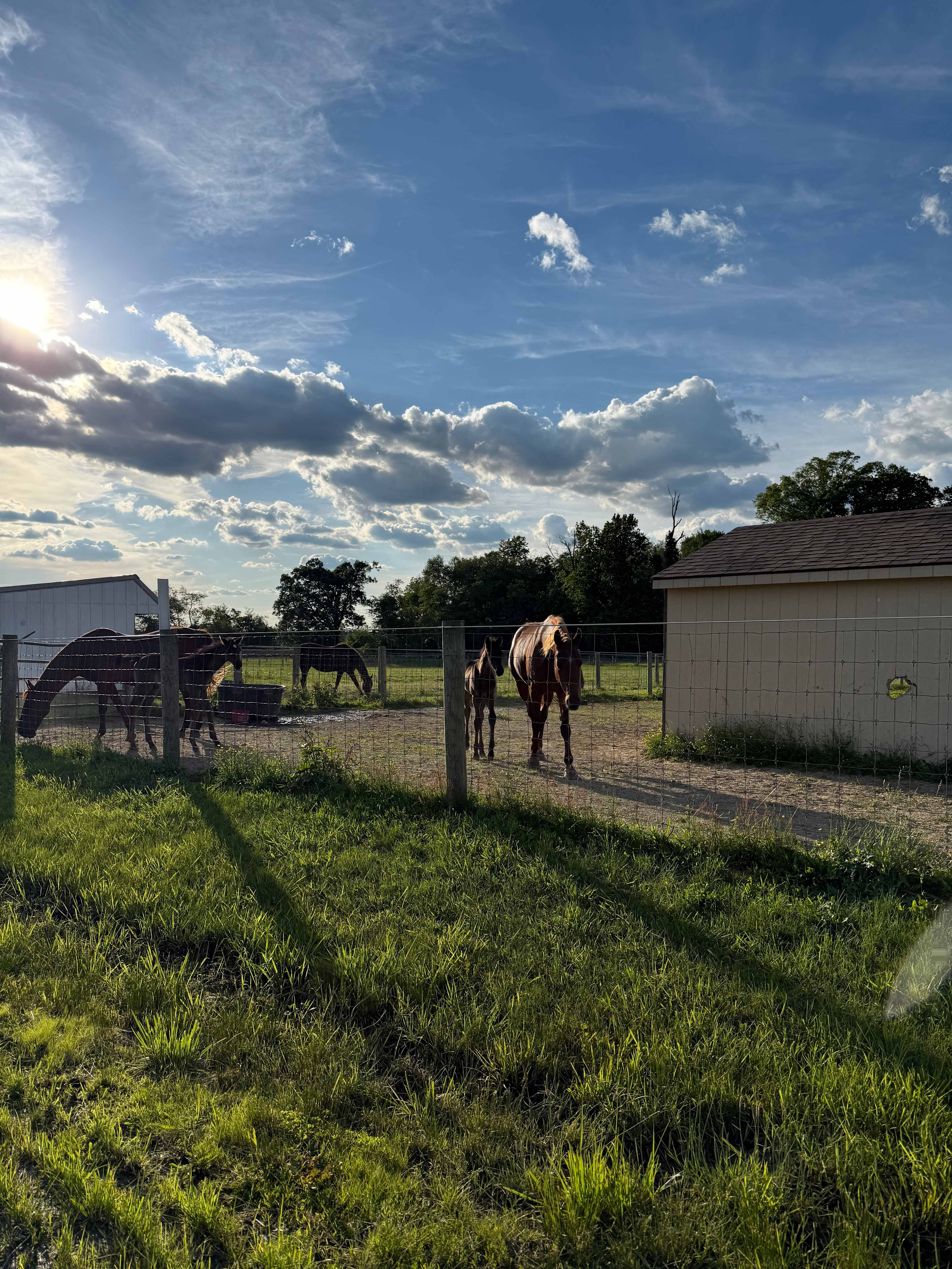 Bellview Farm