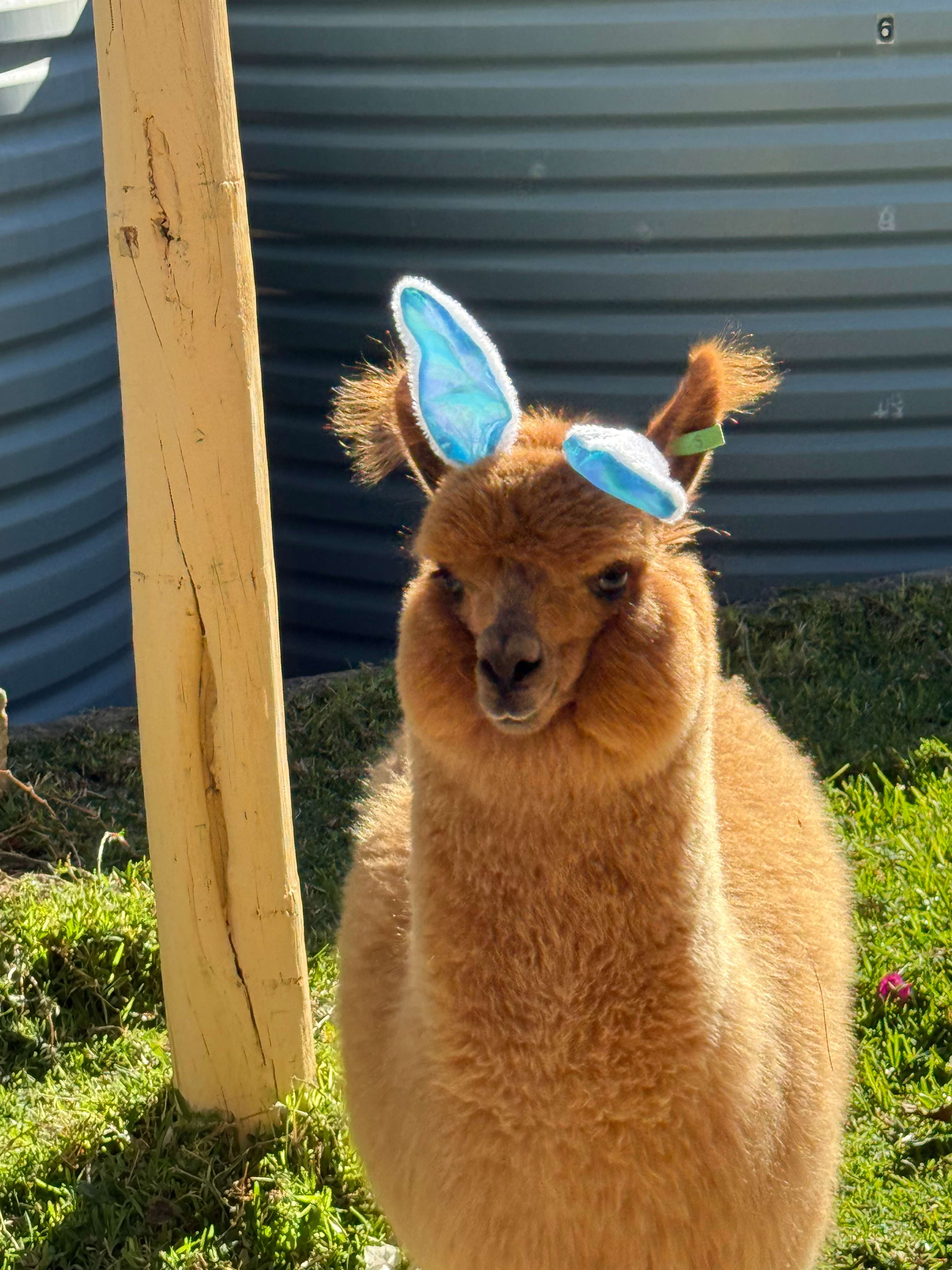 Mamoes Alpaca Farm