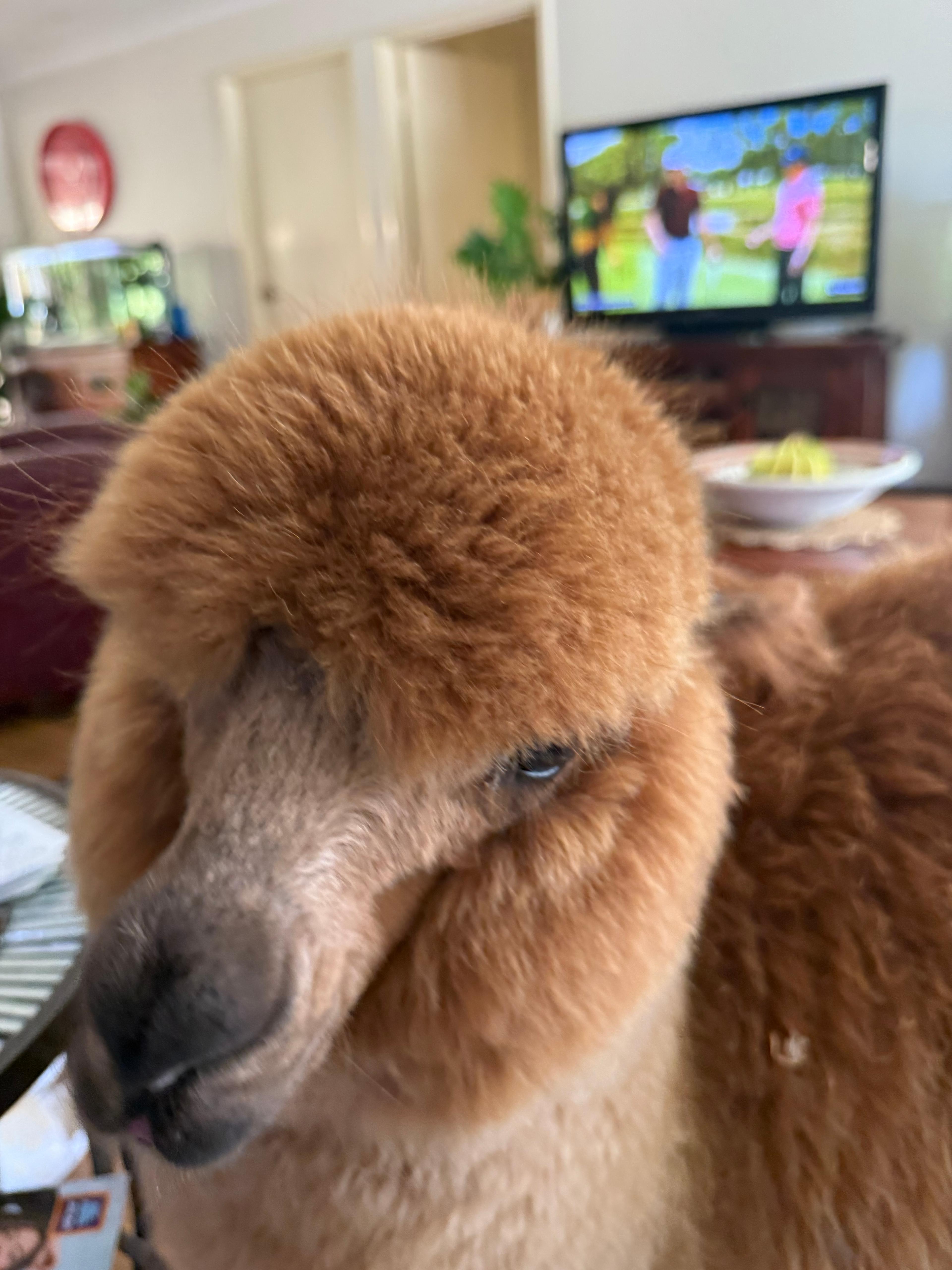 Mamoes Alpaca Farm