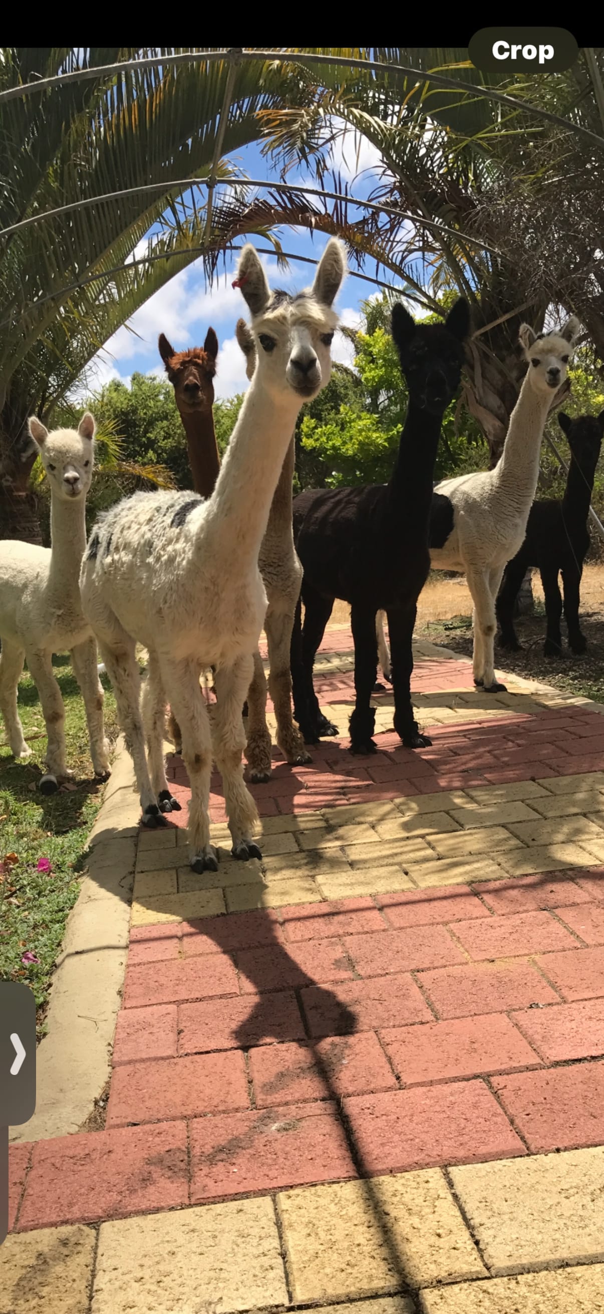 Mamoes Alpaca Farm