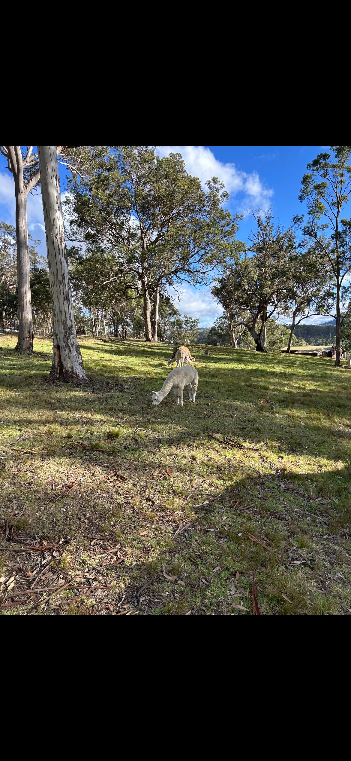 Megalong Valley Farm
