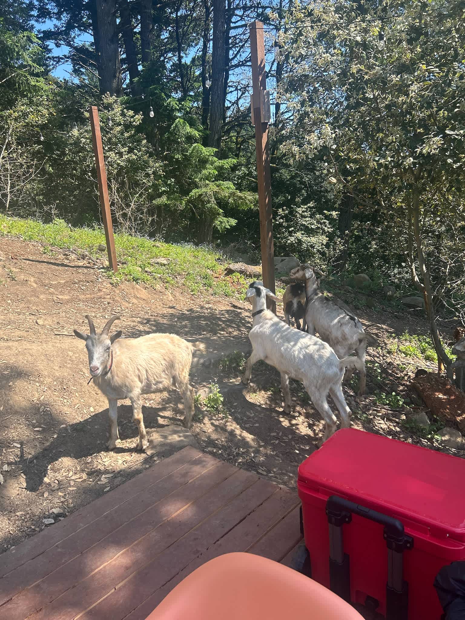 The goats stopping by to say hello!
