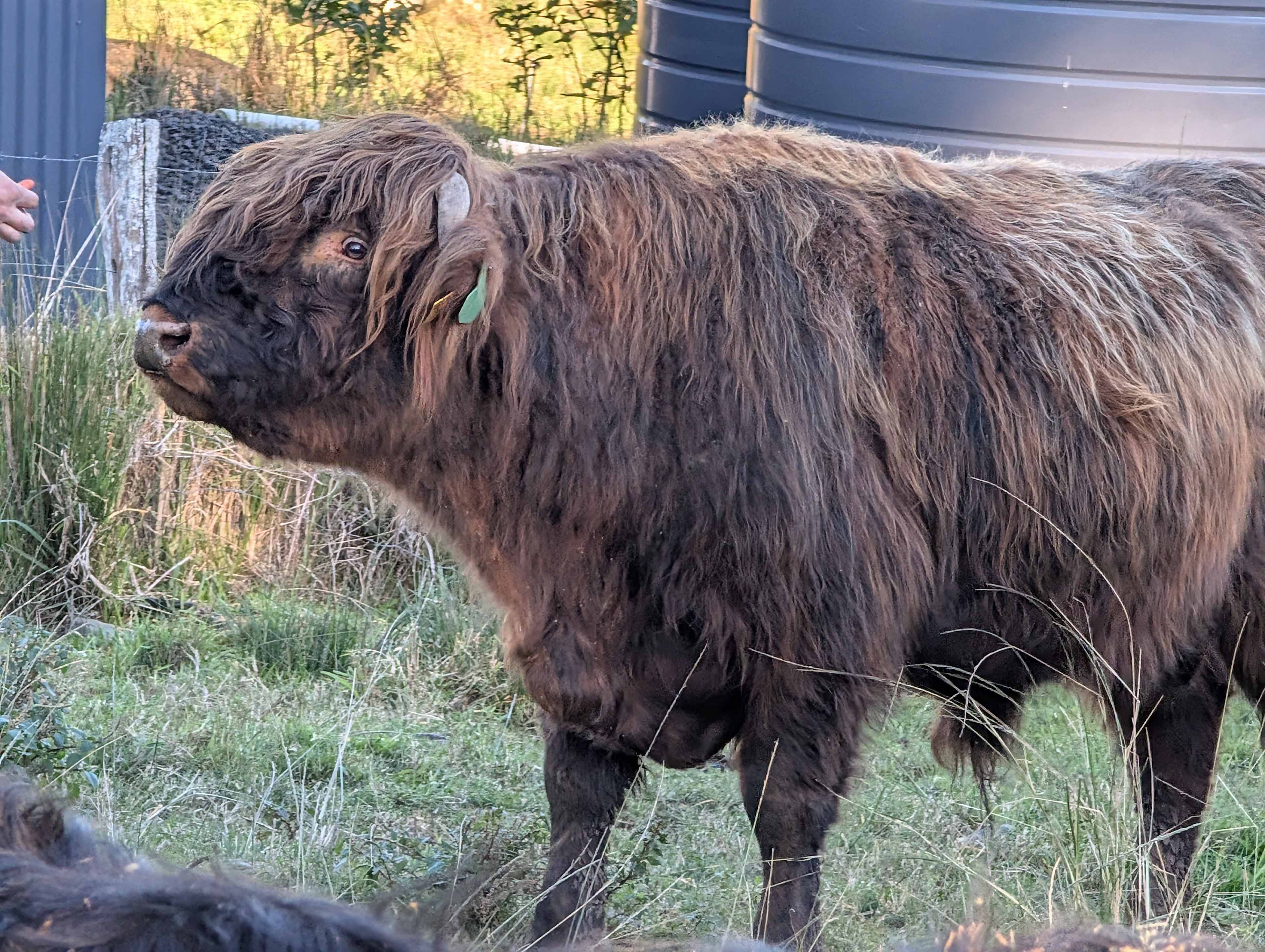 Highland Cow Farm