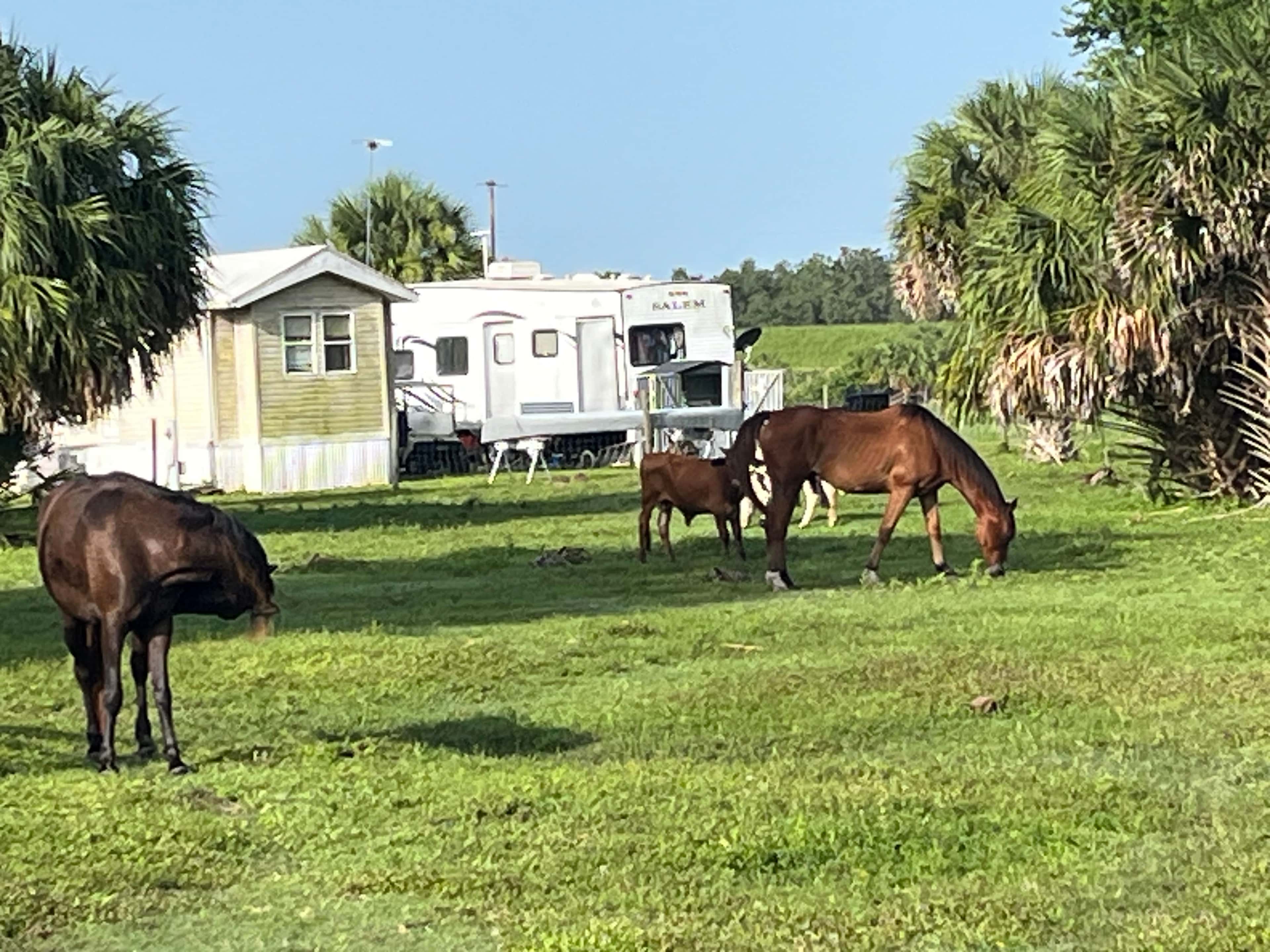 Blue Fox Ranch: Lake & Farm Camp