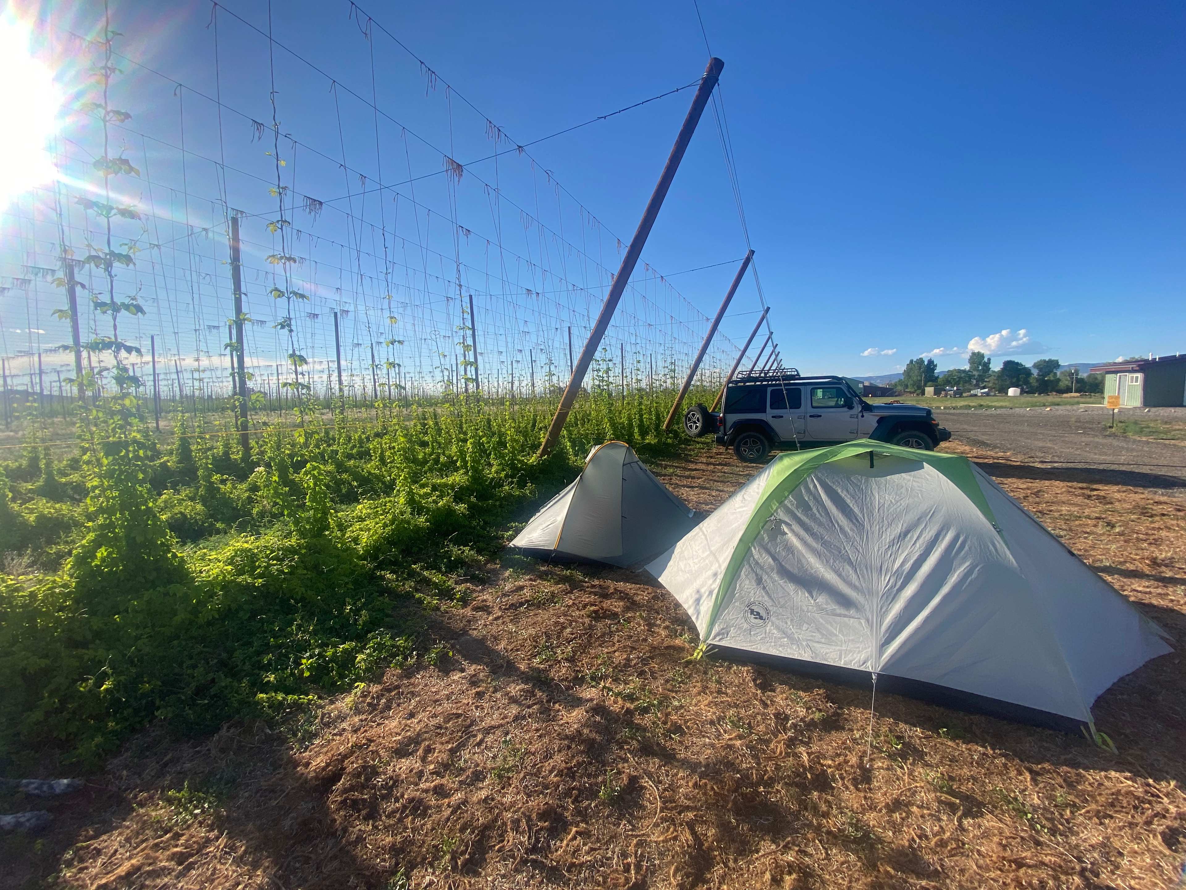 Down at the Hop Yard Camping