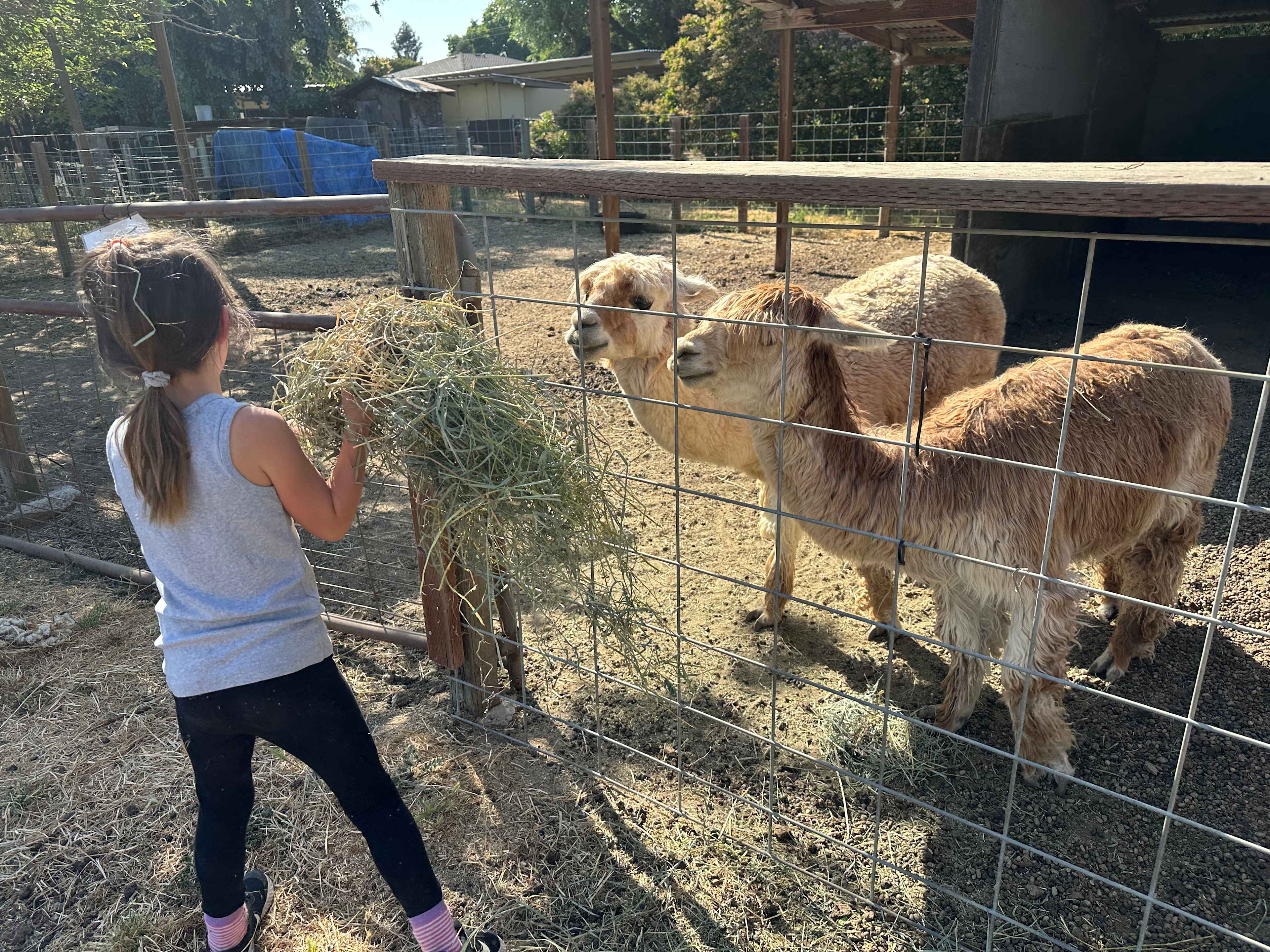 Windsor Family Farm