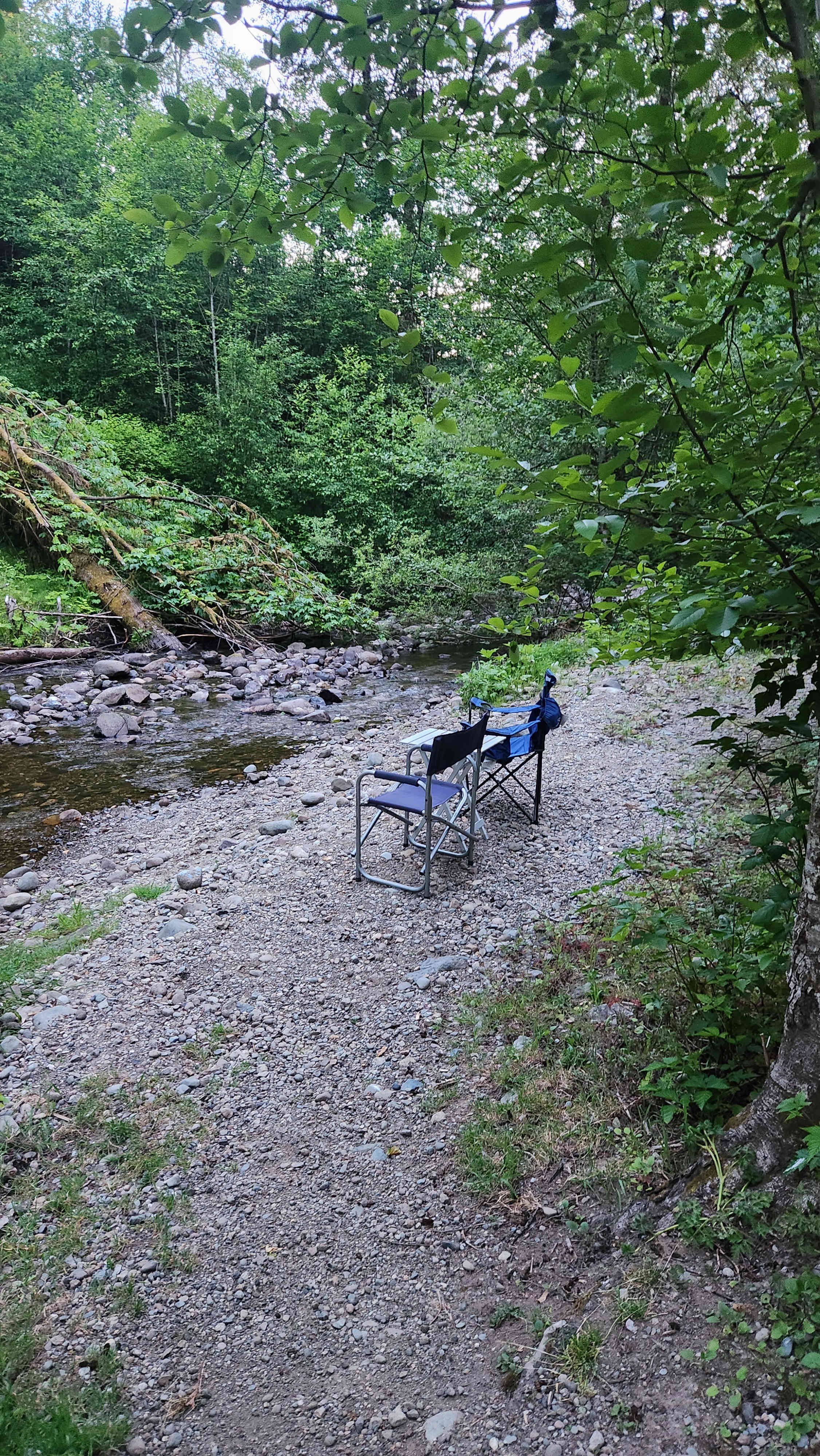 Camping in forest, next to a creek.