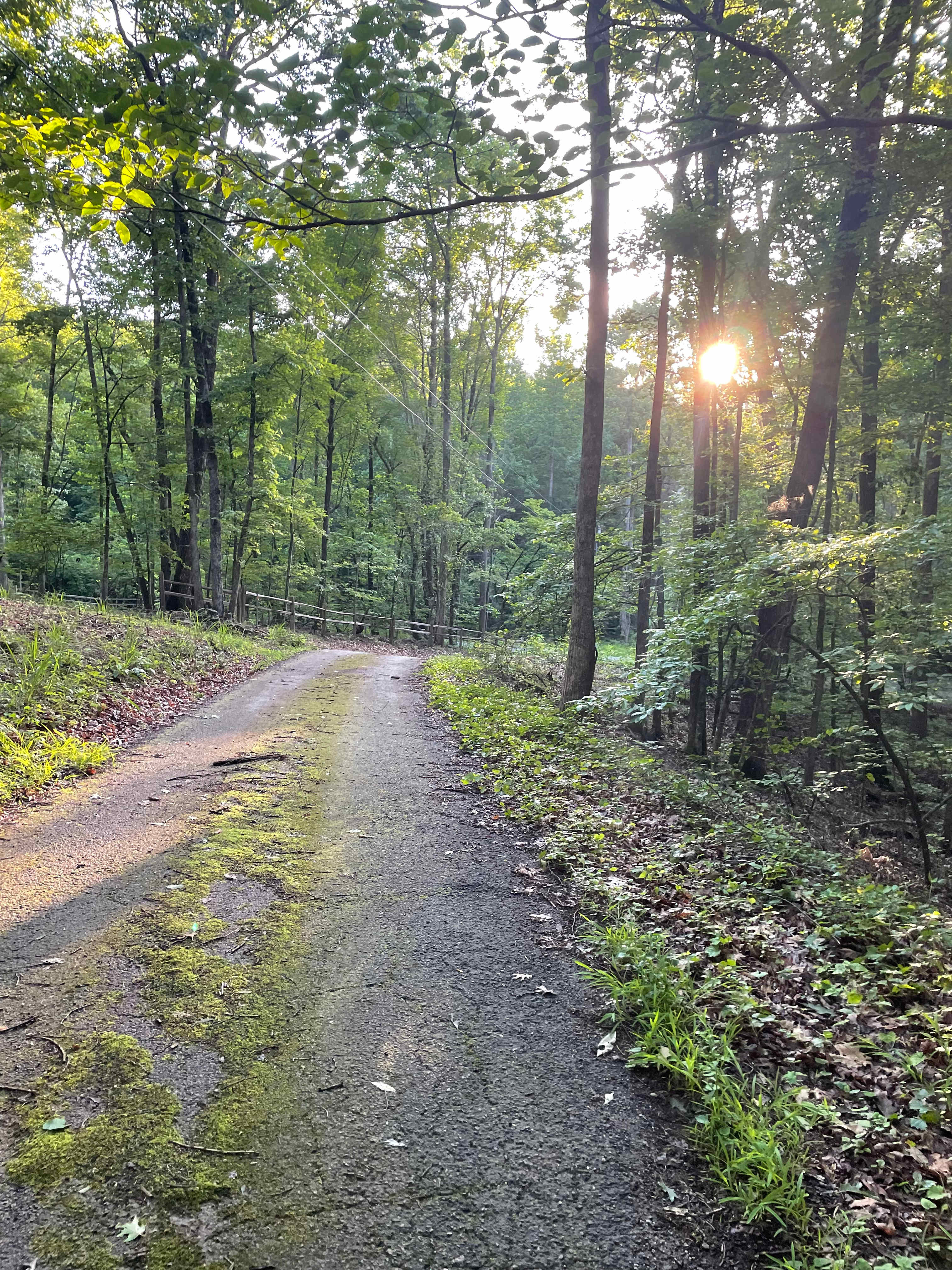 Morning walk 