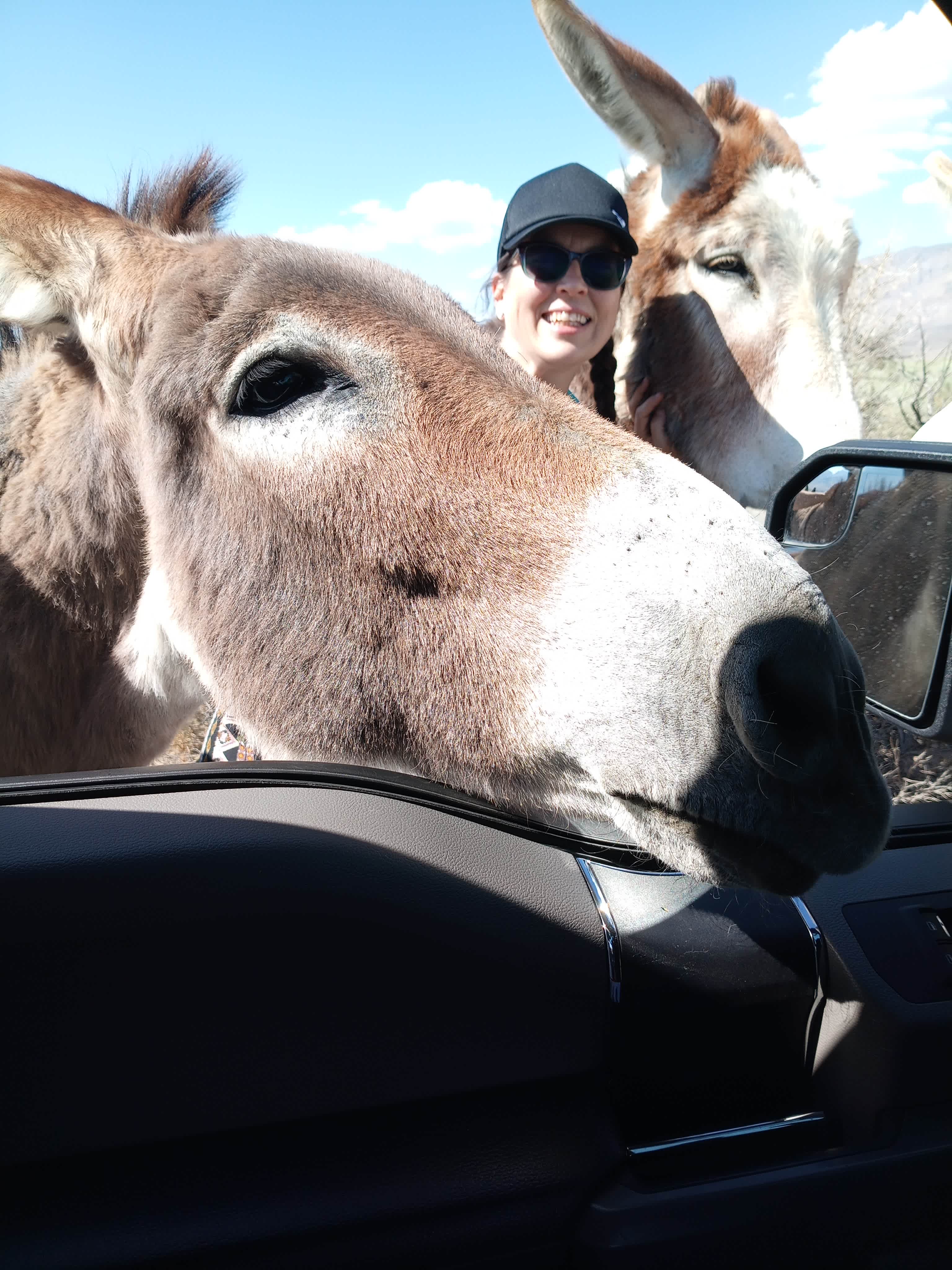Don't forget carrots for the wild donkeys. 