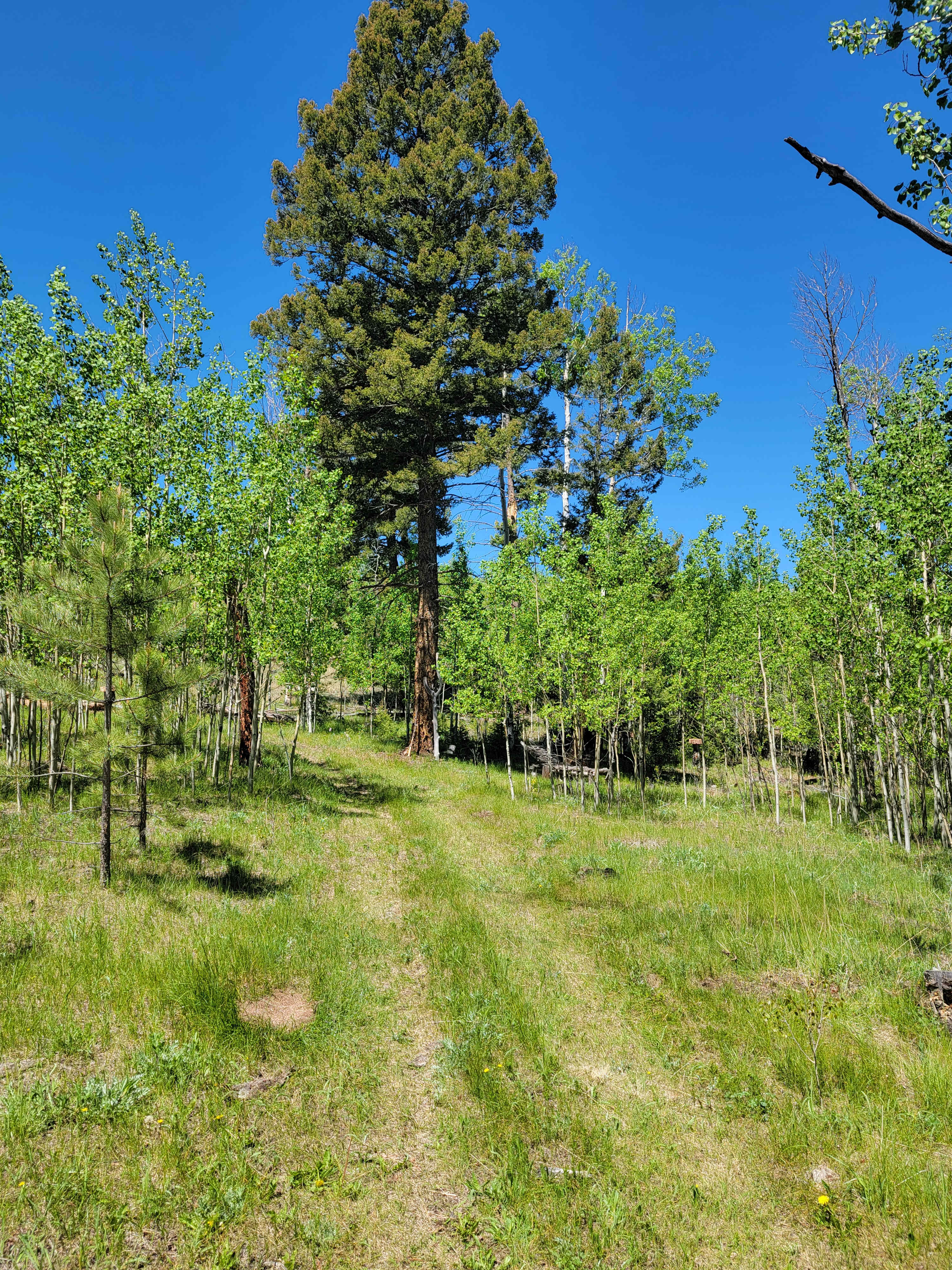 Entry to Aspen Campsite