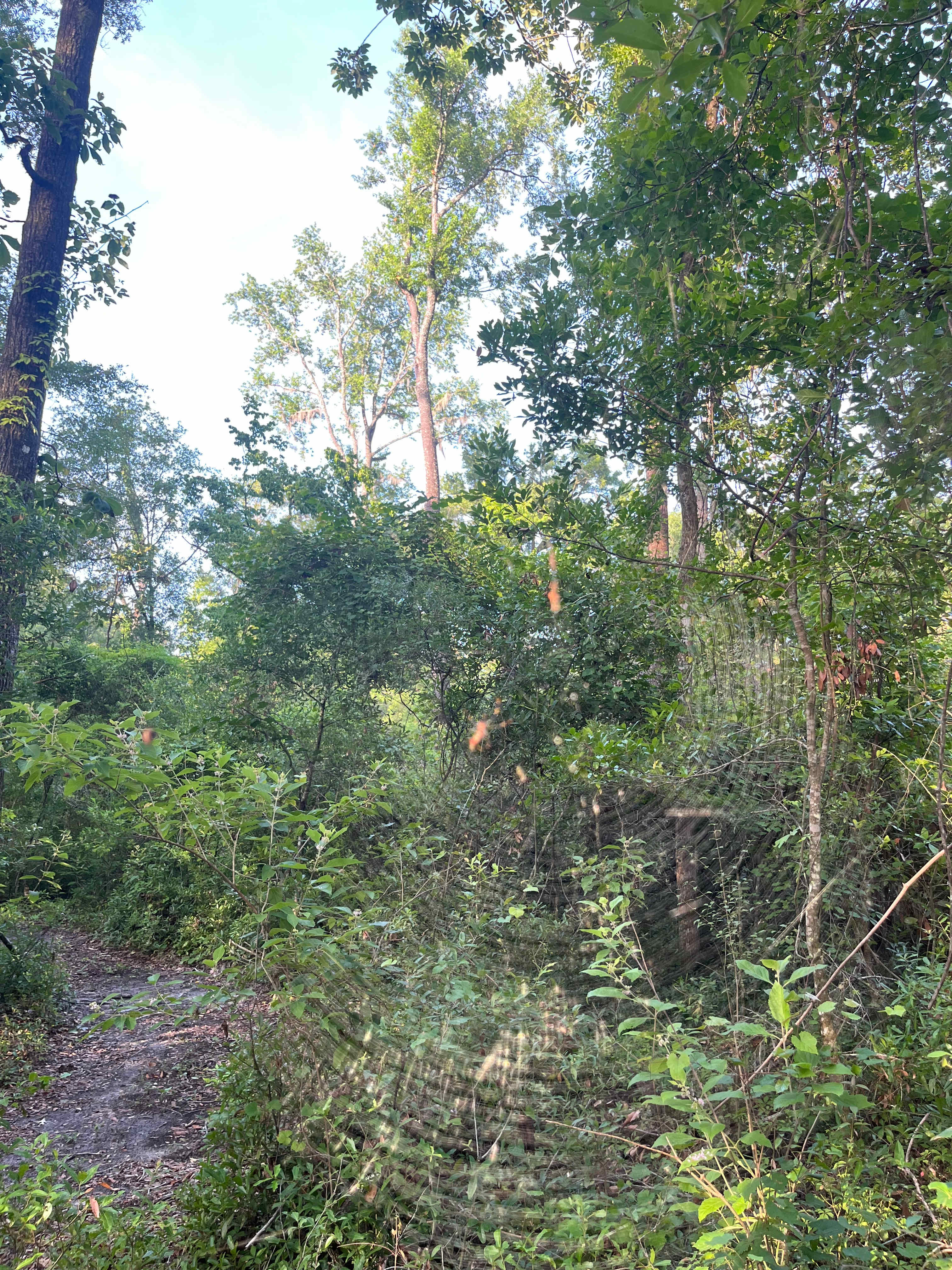 Secluded Wooded Campsite 🏕️