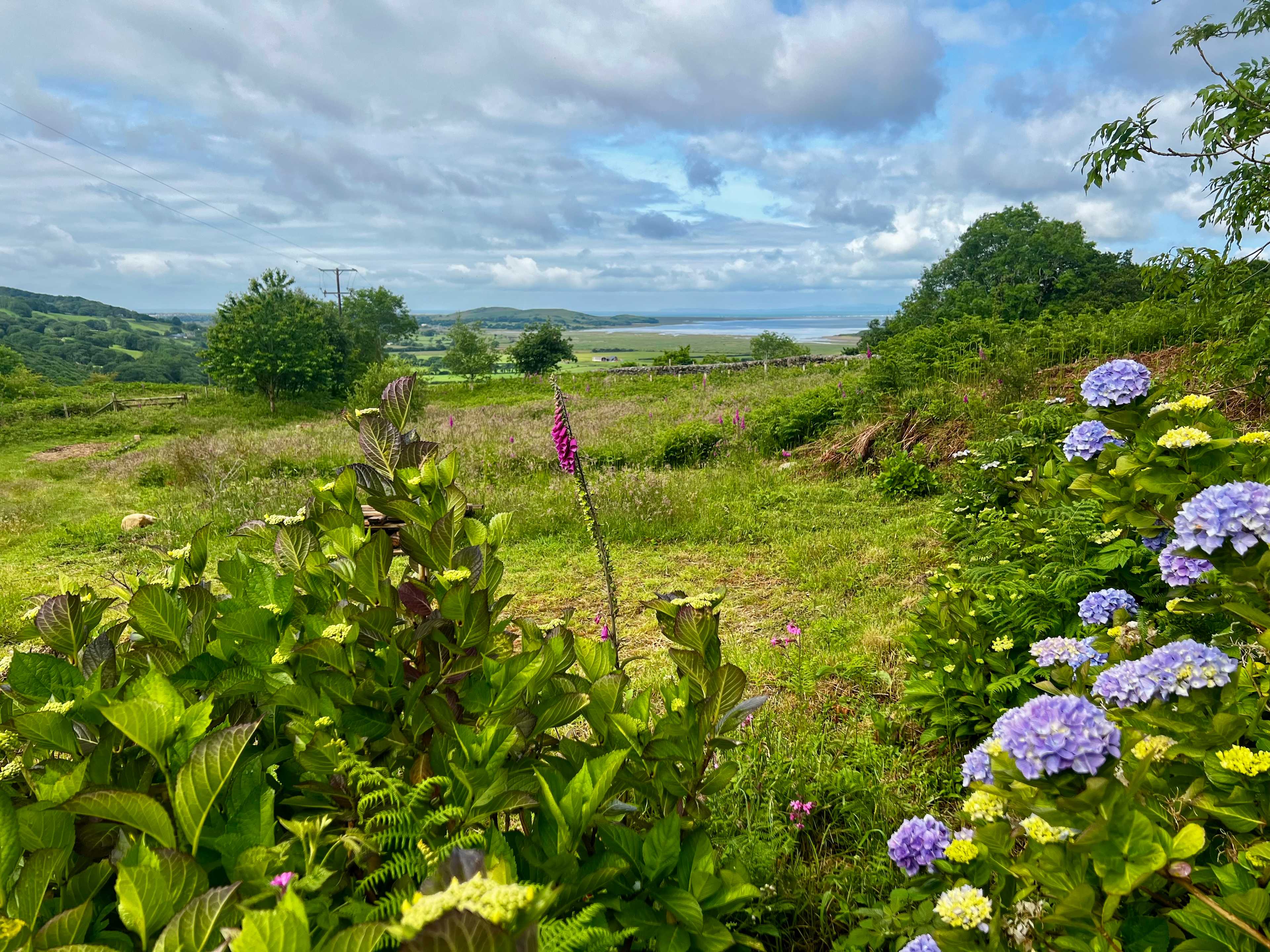 Camp under the ash tree, surrounded by hydrangeas