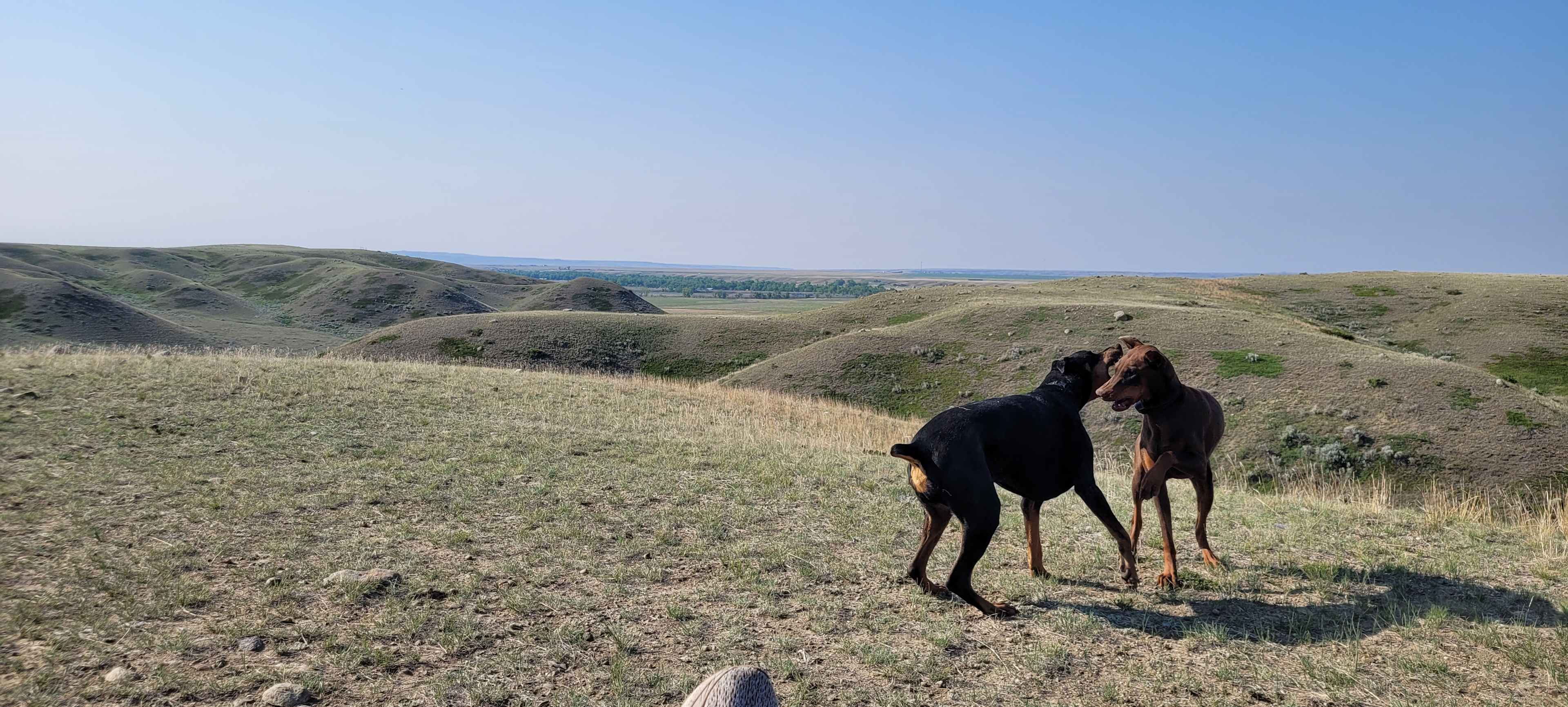 Dogs off leash the whole time