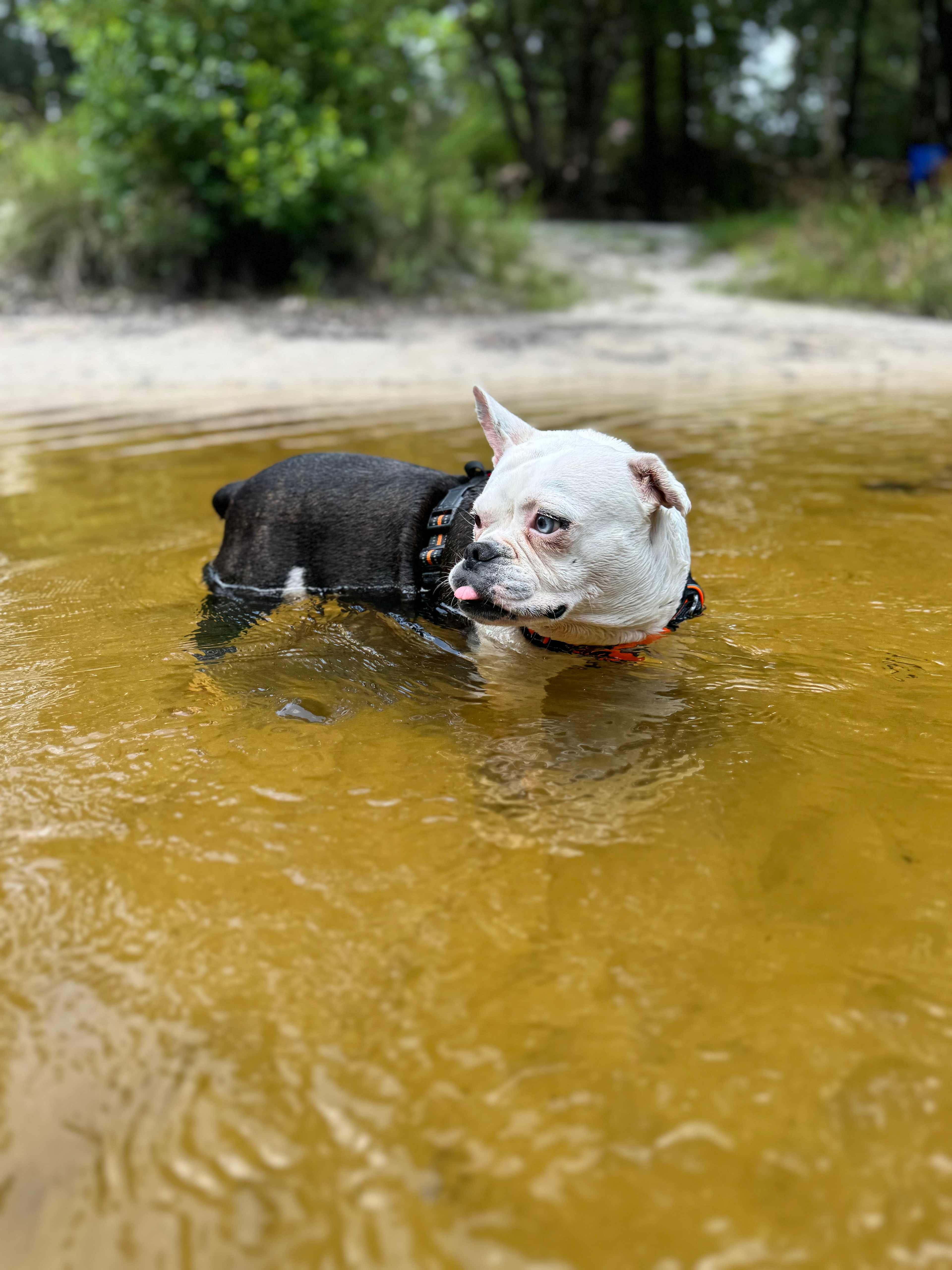 Lucy decided she is a river dog