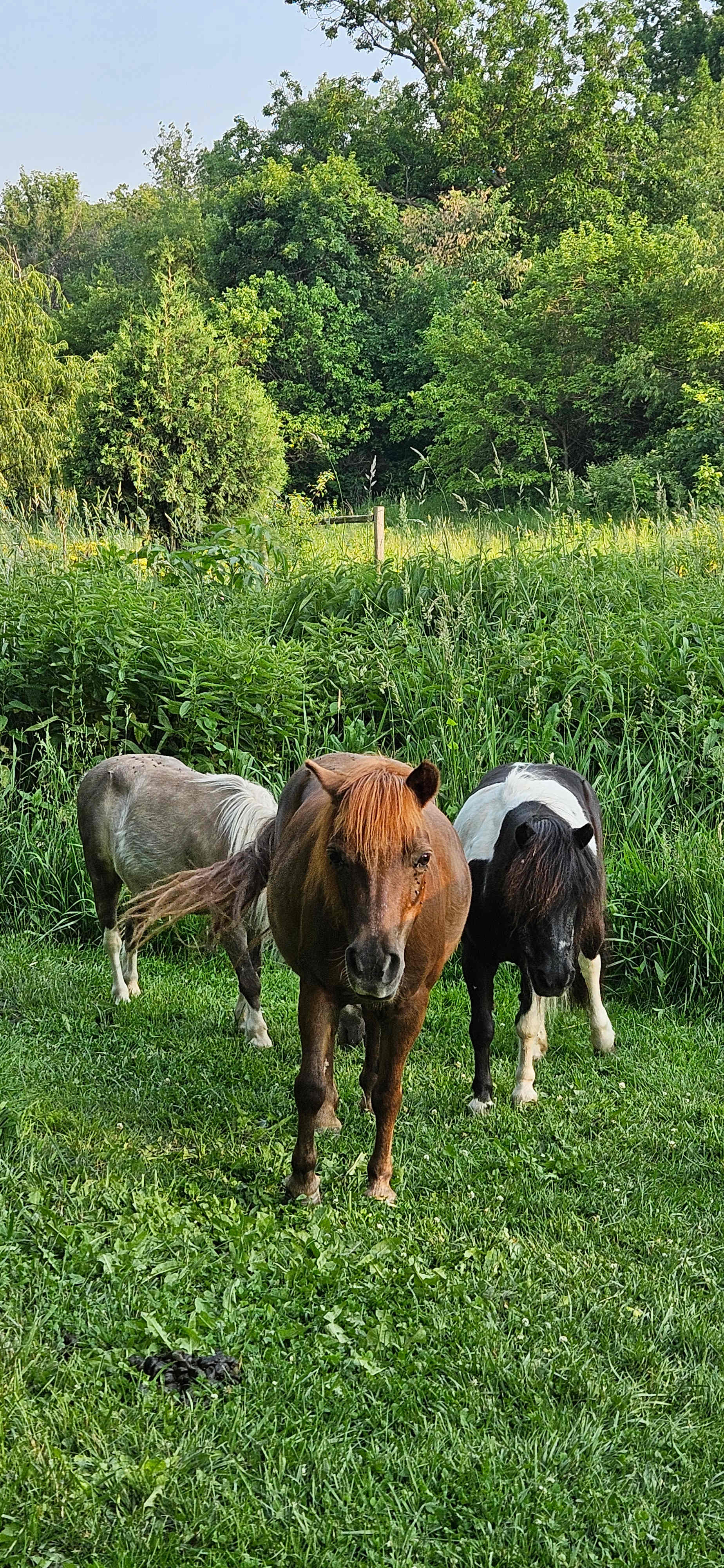 Windy Goat Acres
